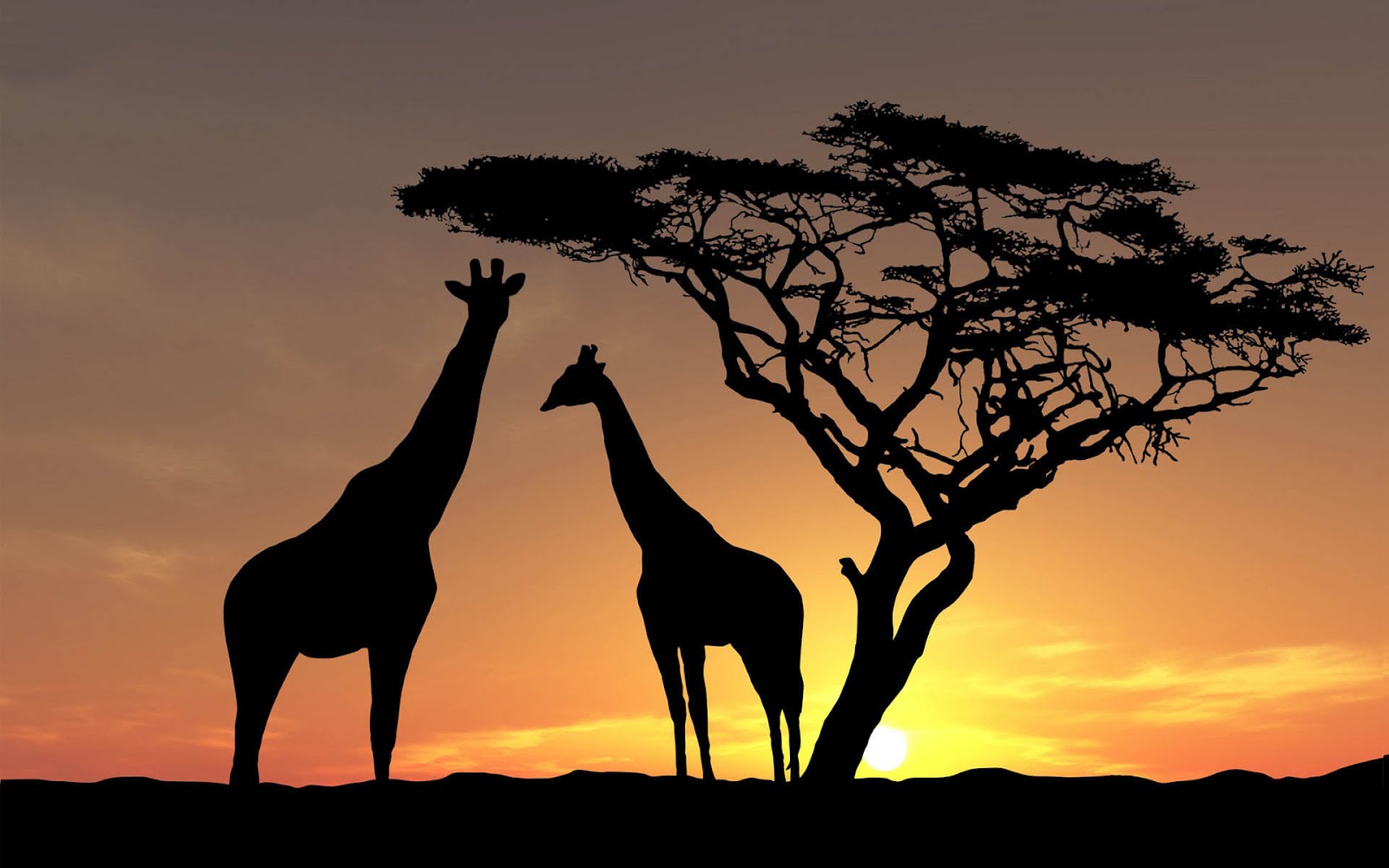 Hd Giraffes Wallpapers And Photos Hd Animals Wallpapers - African Landscape With Animals , HD Wallpaper & Backgrounds
