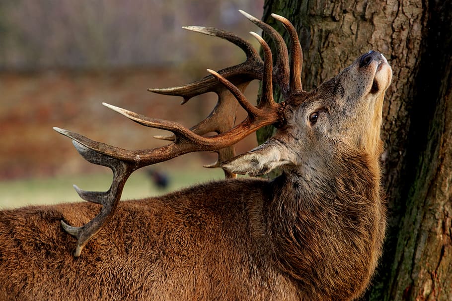 Wildlife, Nature, Mammal, Animal, Deer, Stag, Red Deer, - Center Parcs Woburn Wildlife , HD Wallpaper & Backgrounds