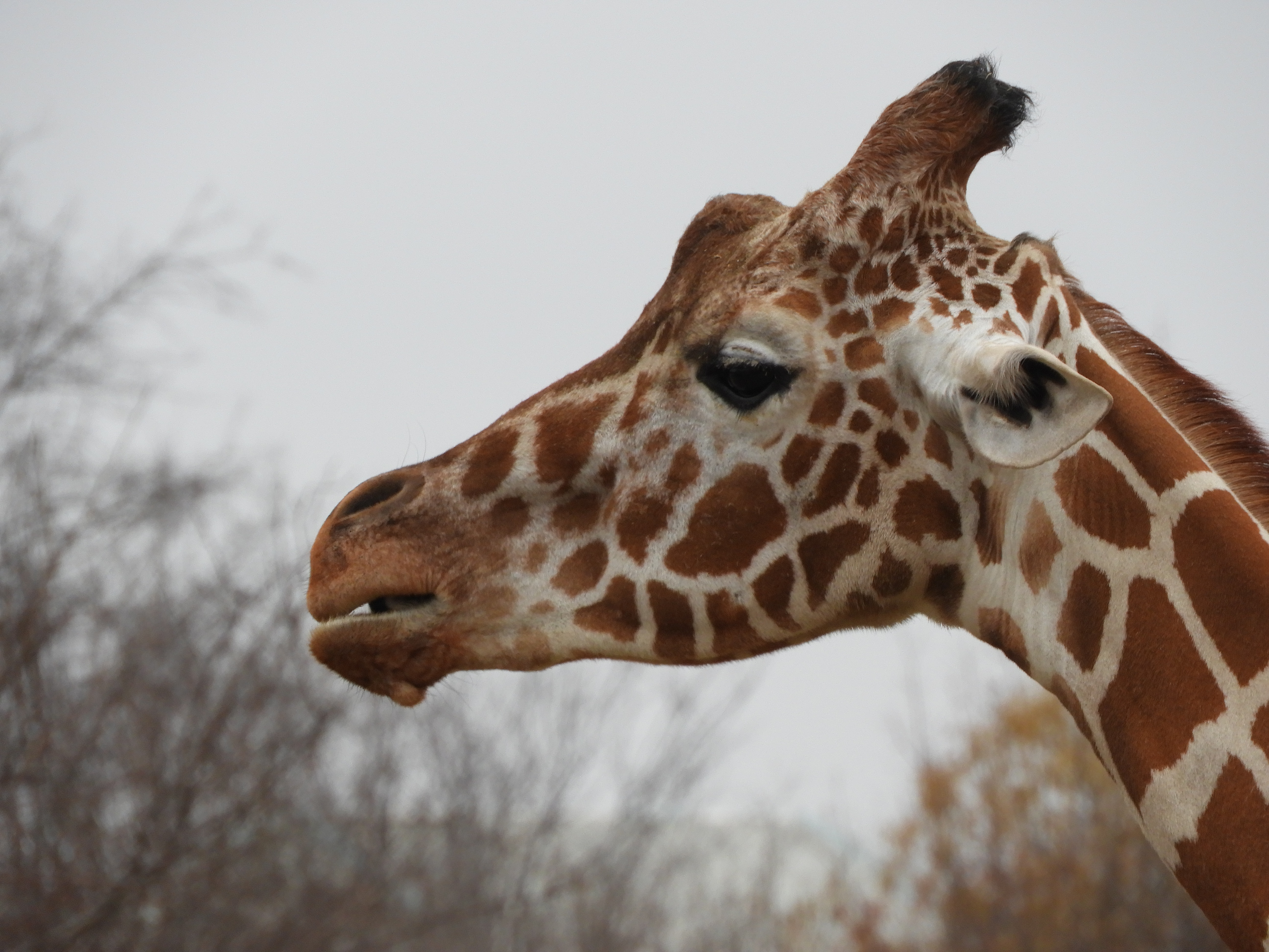 Giraffe , HD Wallpaper & Backgrounds