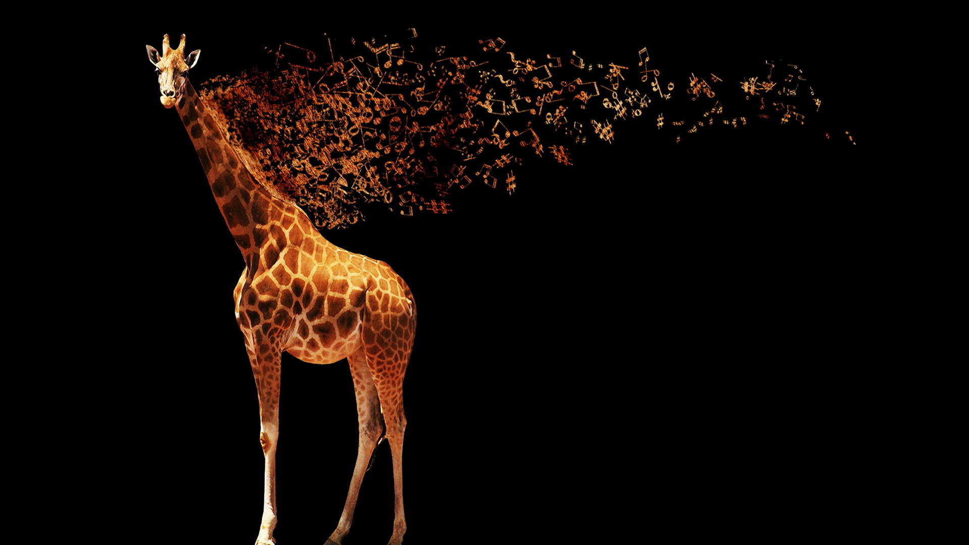 Free Download Giraffe Wallpaper Id - Audio Jungle , HD Wallpaper & Backgrounds