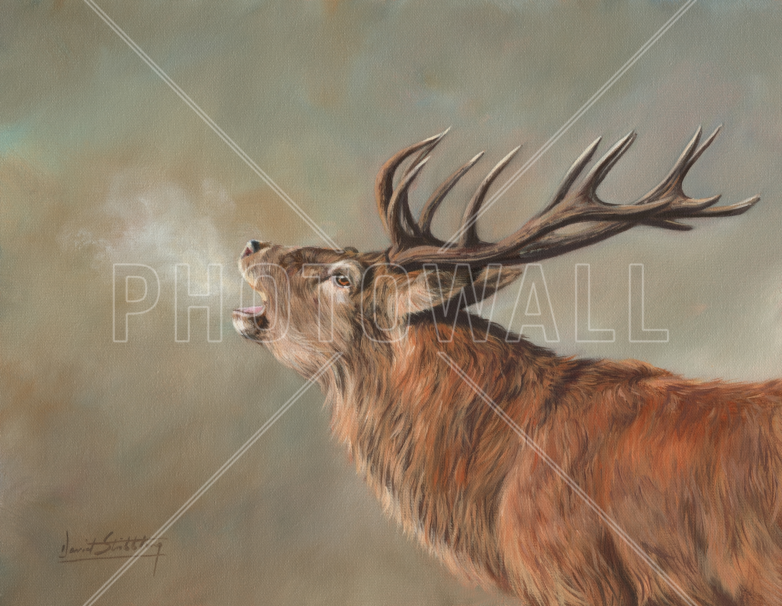 Red Deer Stag , HD Wallpaper & Backgrounds