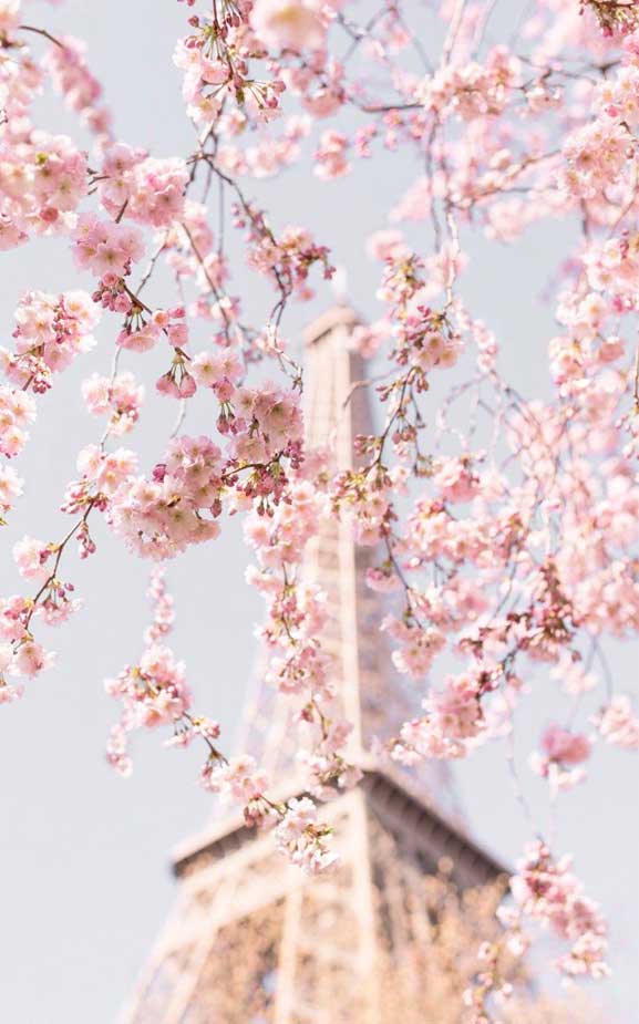 Cherry Blossom Iphone Wallpaper - Cherry Blossom Wallpaper Iphone , HD Wallpaper & Backgrounds