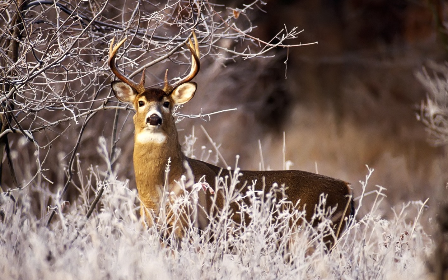 Winter Animals Hd , HD Wallpaper & Backgrounds