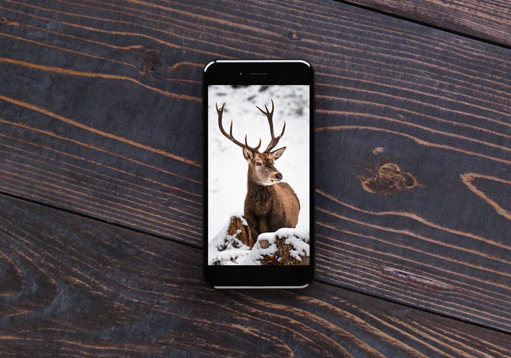 Stag-mockup1 , HD Wallpaper & Backgrounds