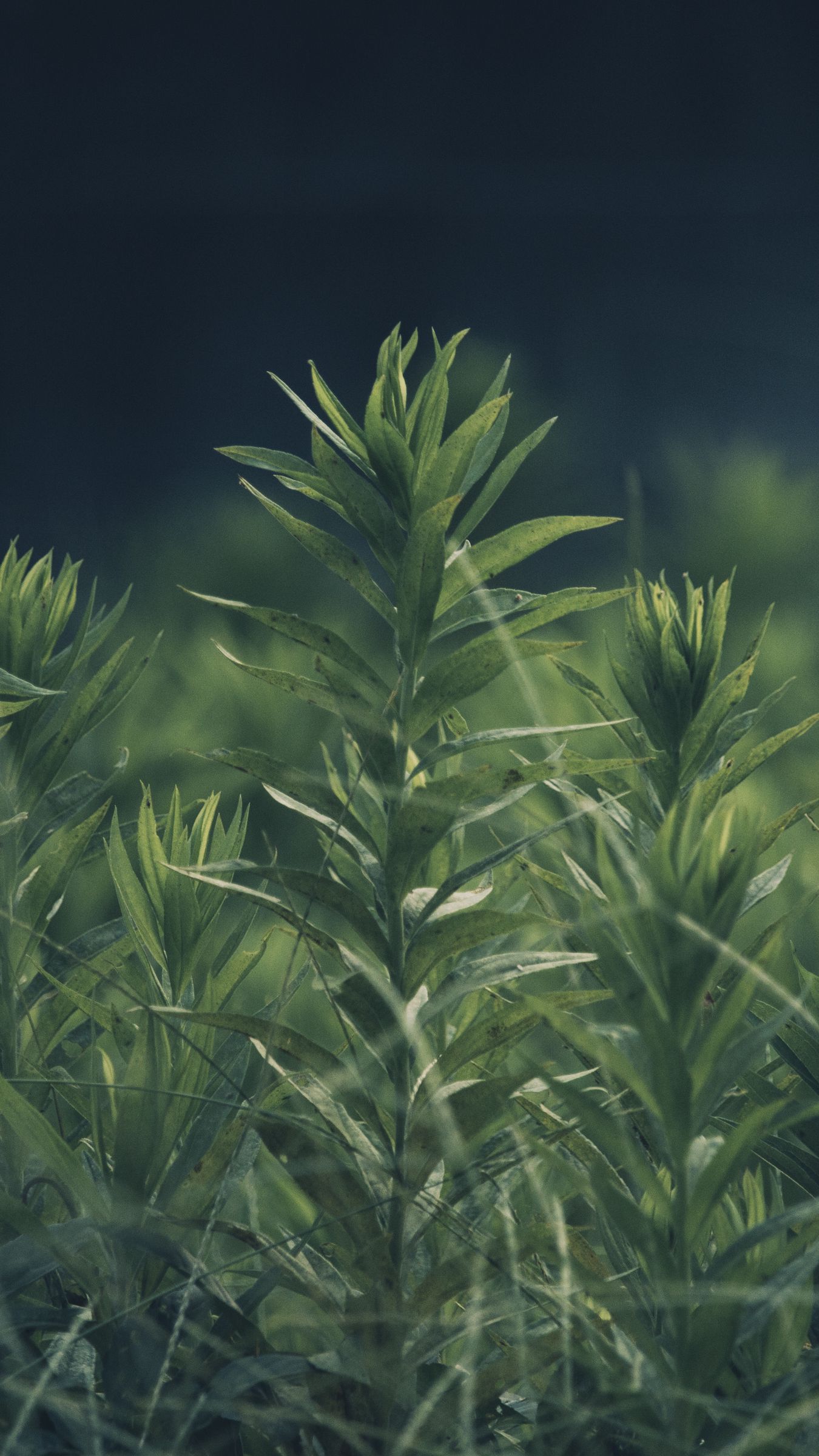 Wallpaper Grass, Plant, Green, Blur - Iphone Wallpaper Olive Green , HD Wallpaper & Backgrounds