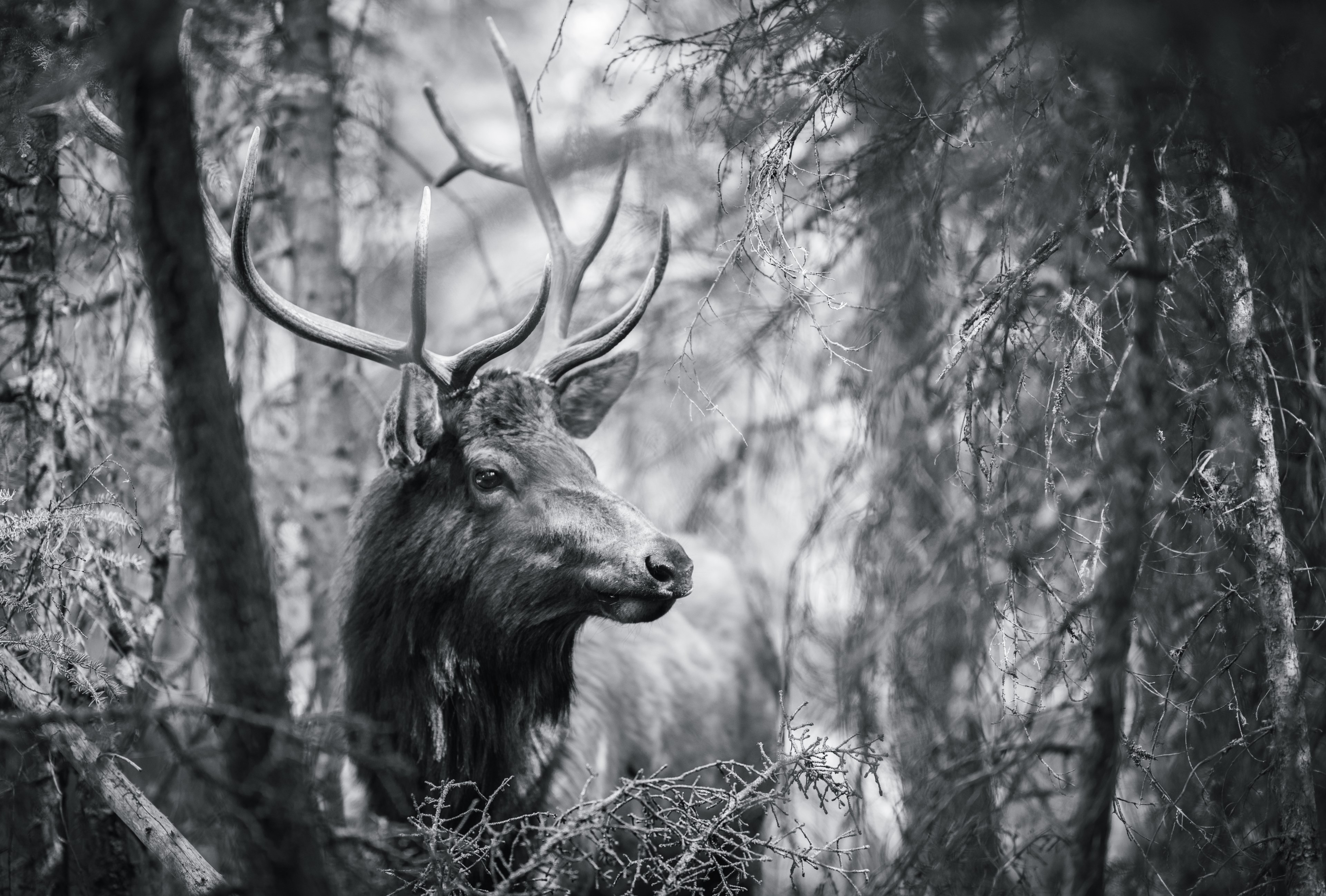Black And White Forest Deer , HD Wallpaper & Backgrounds