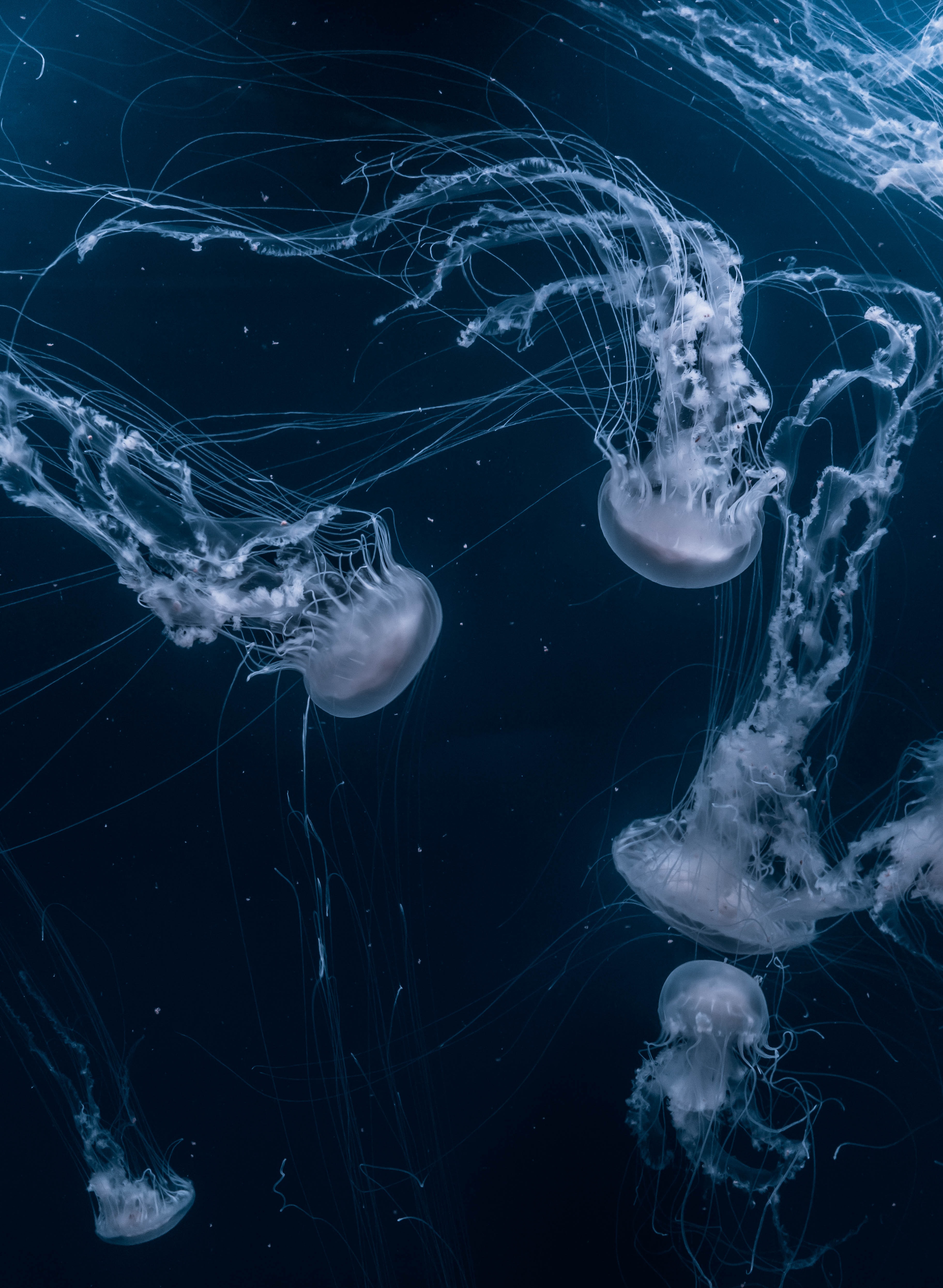 Aesthetic Jellyfish , HD Wallpaper & Backgrounds