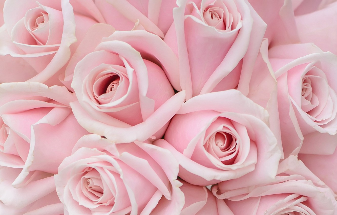 Photo Wallpaper Tenderness, Roses, Bouquet, Pink Roses - Pink Roses , HD Wallpaper & Backgrounds