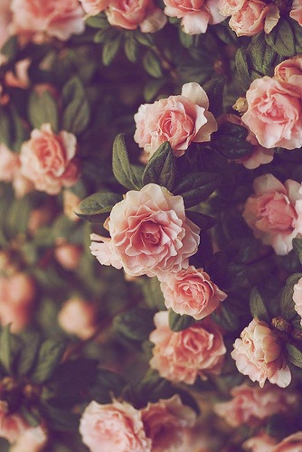 Garden Roses, Flower, Pink, Rose, Petal, Rose Family, - Flower Iphone , HD Wallpaper & Backgrounds