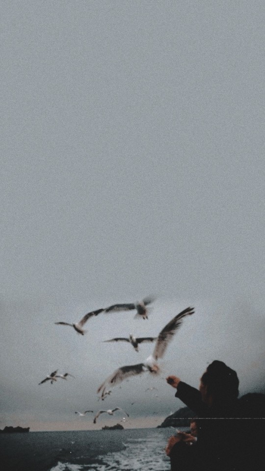 Image - European Herring Gull , HD Wallpaper & Backgrounds