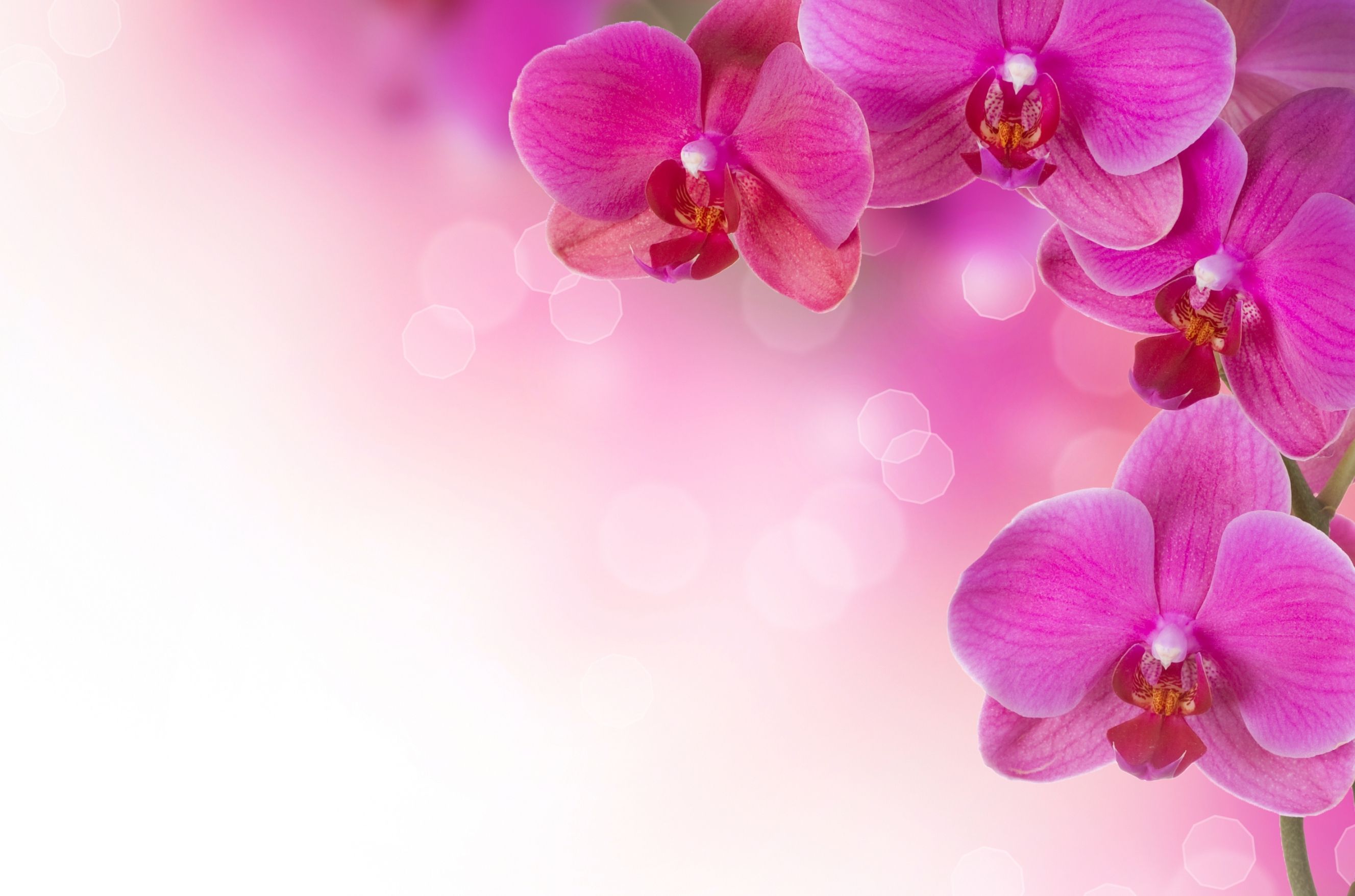 Orchid Flower Background , HD Wallpaper & Backgrounds