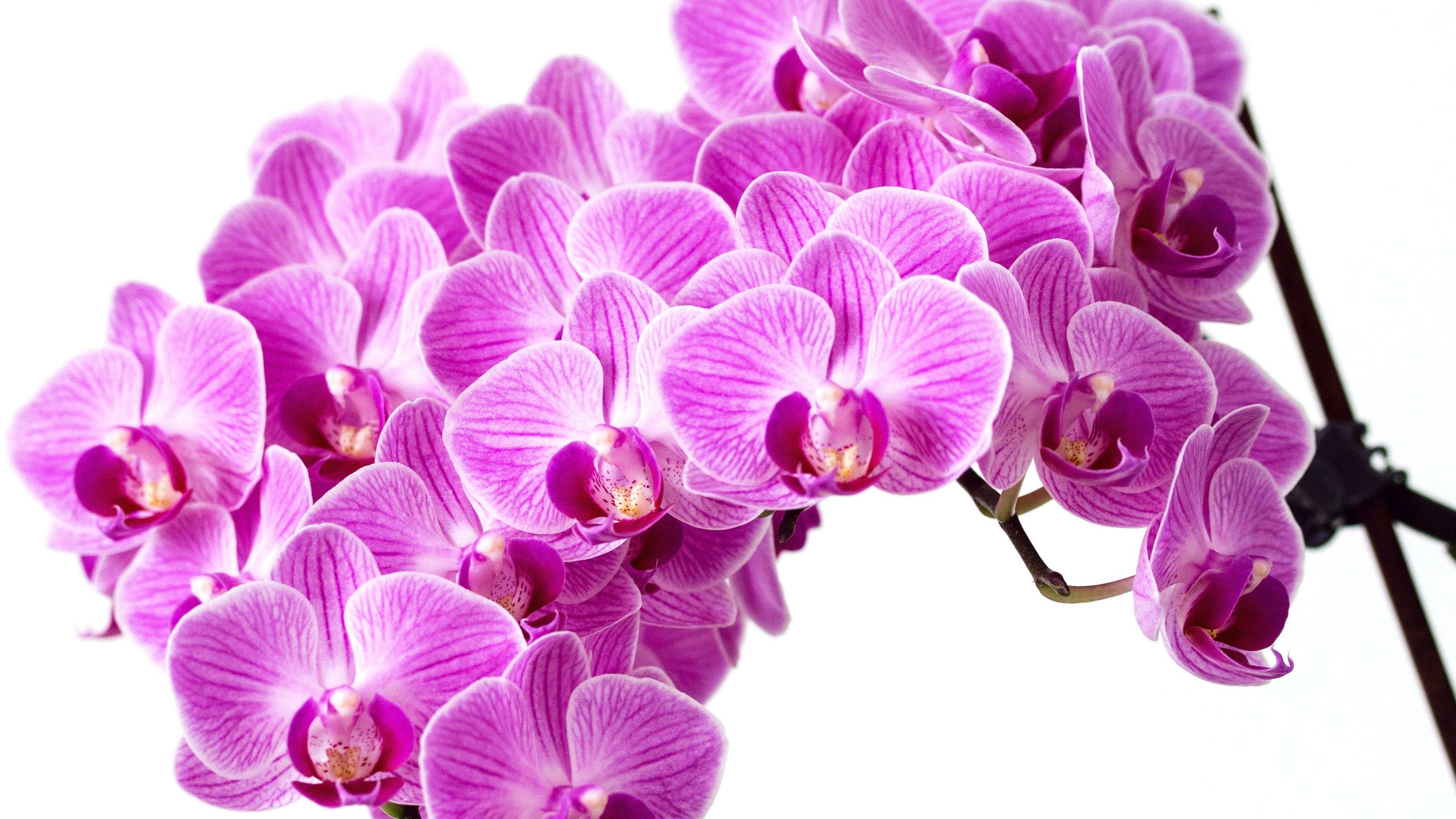 Purple Orchid Wallpaper - Orchid Wallpaper For Desktop , HD Wallpaper & Backgrounds