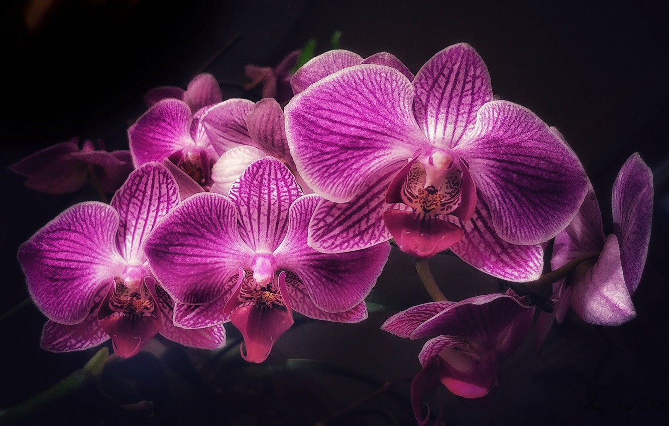 Photo Wallpaper Flowers, Orchids, Pink Orchid - Plano De Fundo Orquideas , HD Wallpaper & Backgrounds