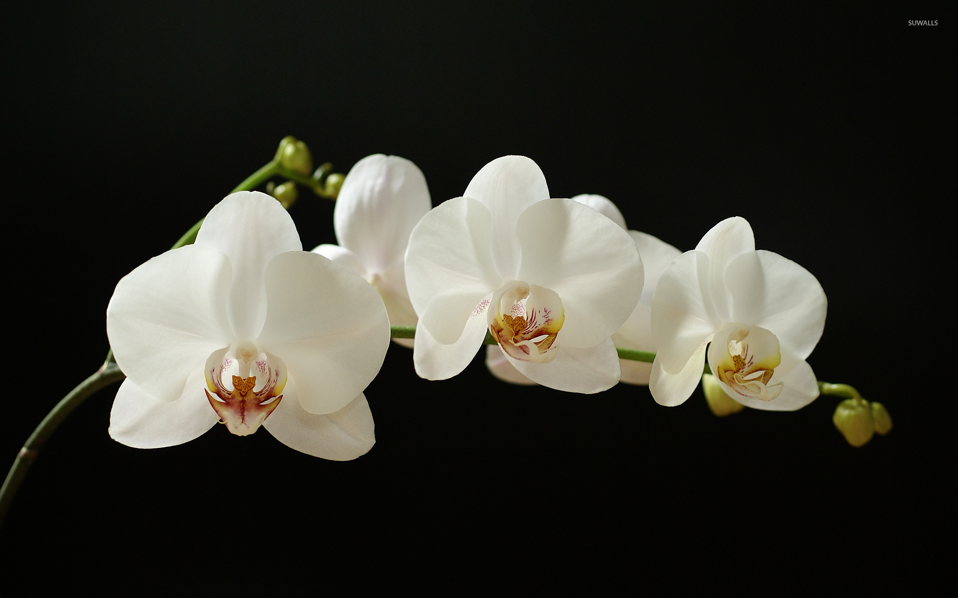 White Orchid , HD Wallpaper & Backgrounds