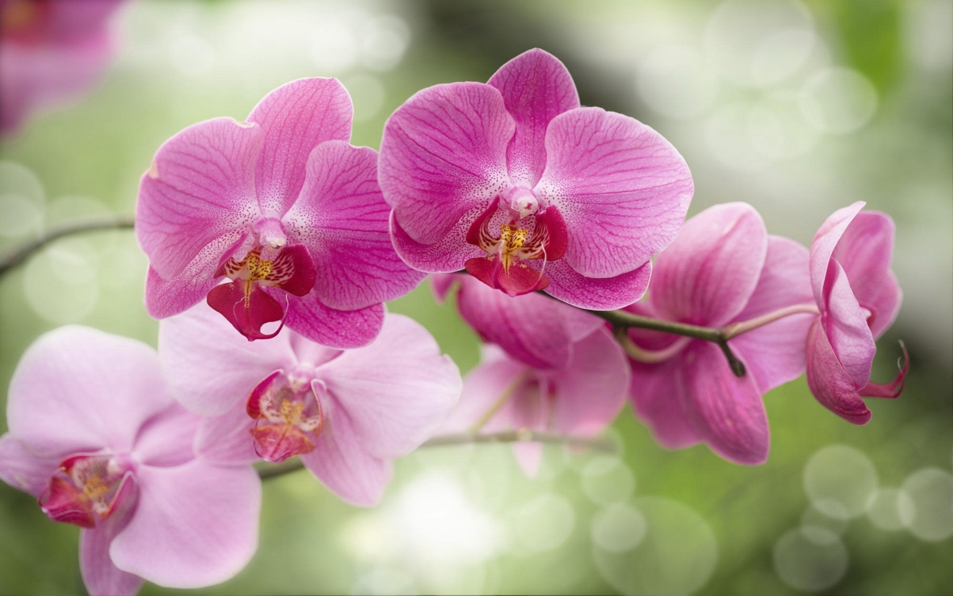 Beautiful Wallpaper Orchid , HD Wallpaper & Backgrounds