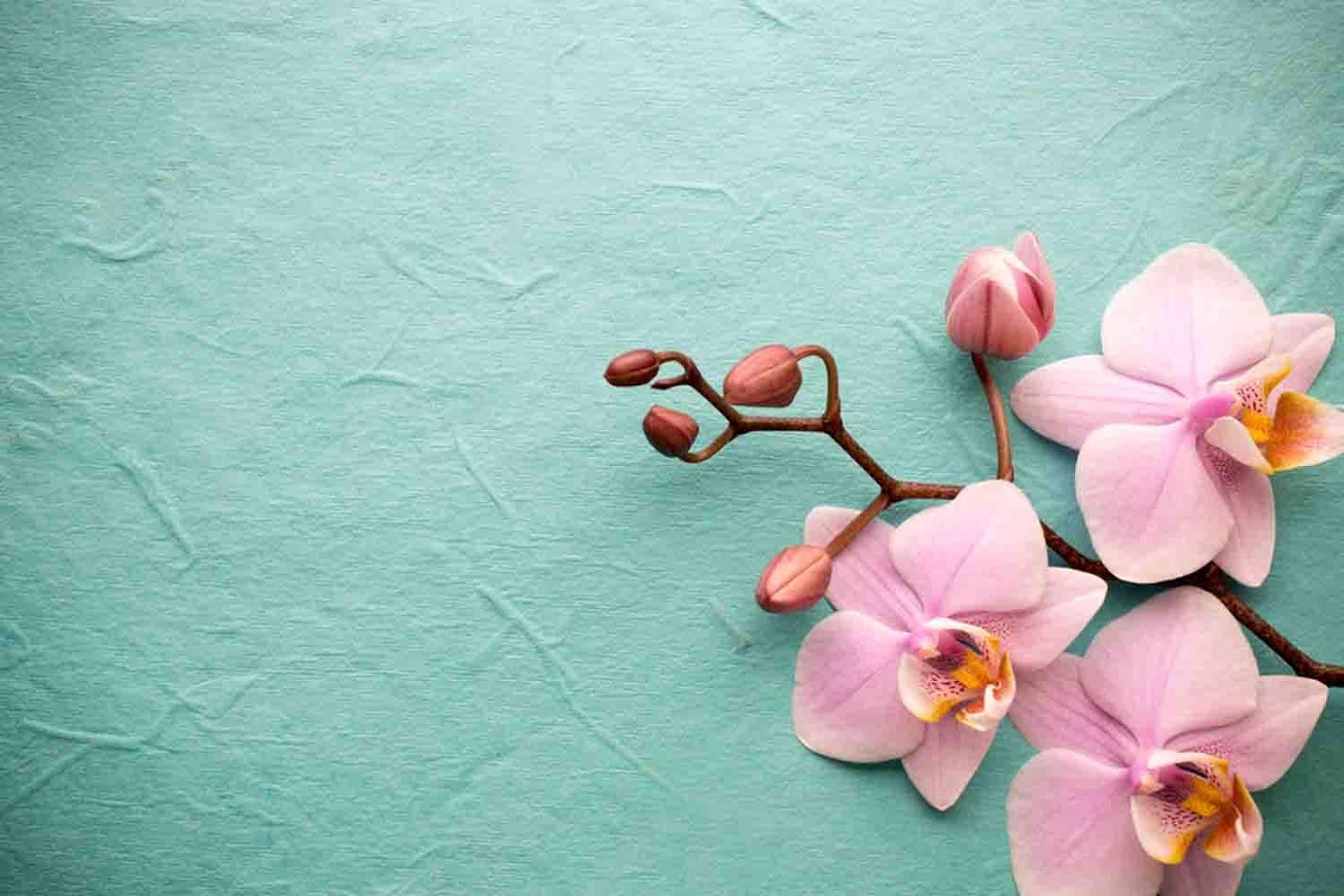 Orchid Wallpaper - Background Orchid , HD Wallpaper & Backgrounds