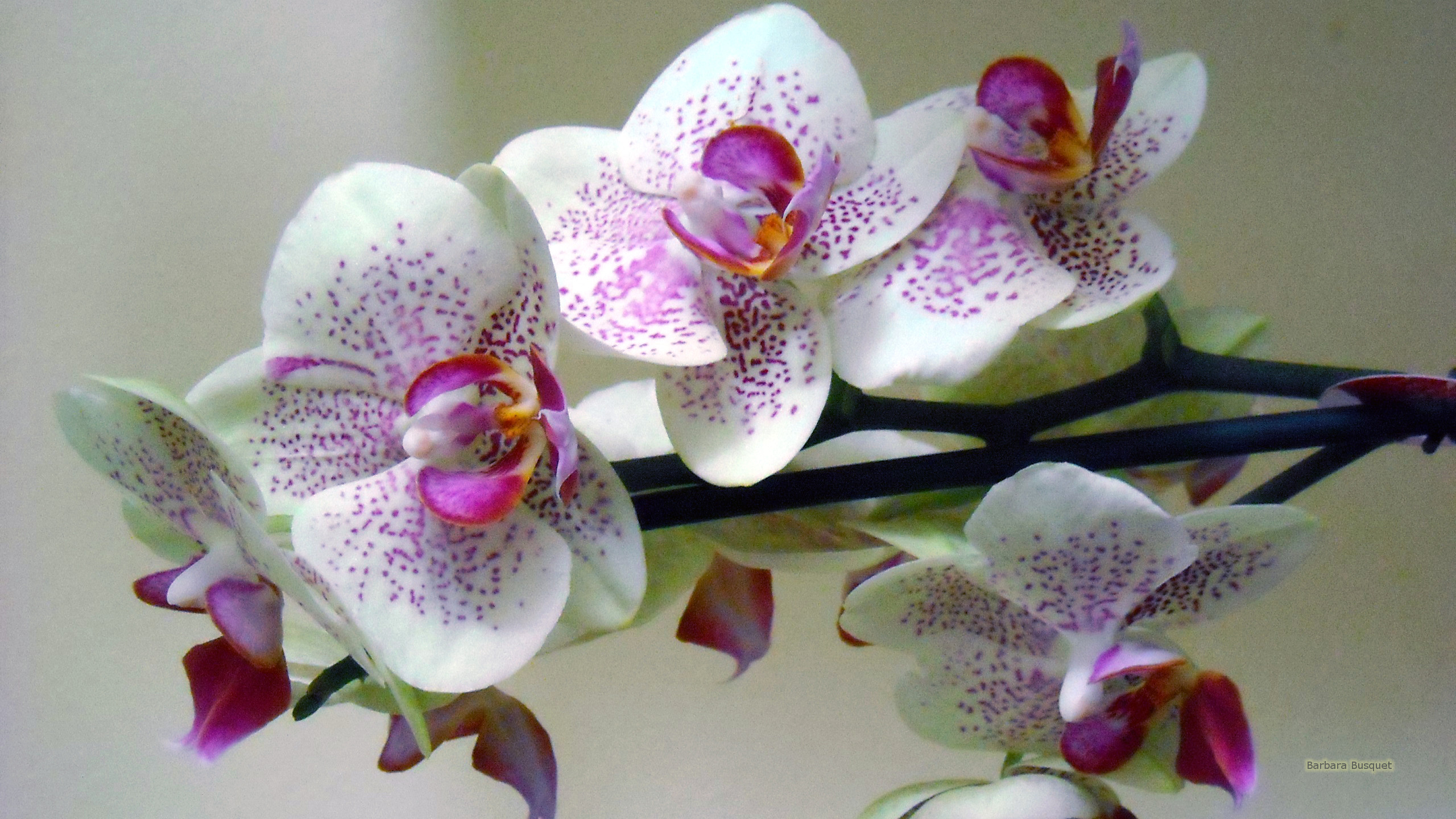 Hd Wallpapers Orchids , HD Wallpaper & Backgrounds