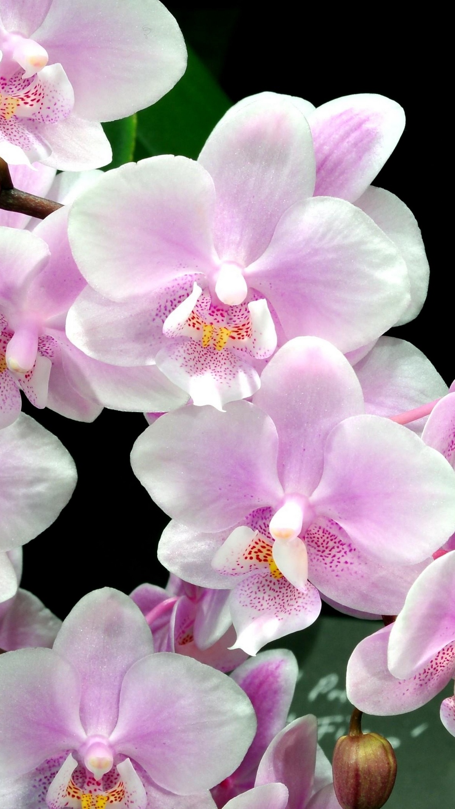 Orchid Flower Wallpaper - Background Wallpaper Orchid Flowers , HD Wallpaper & Backgrounds