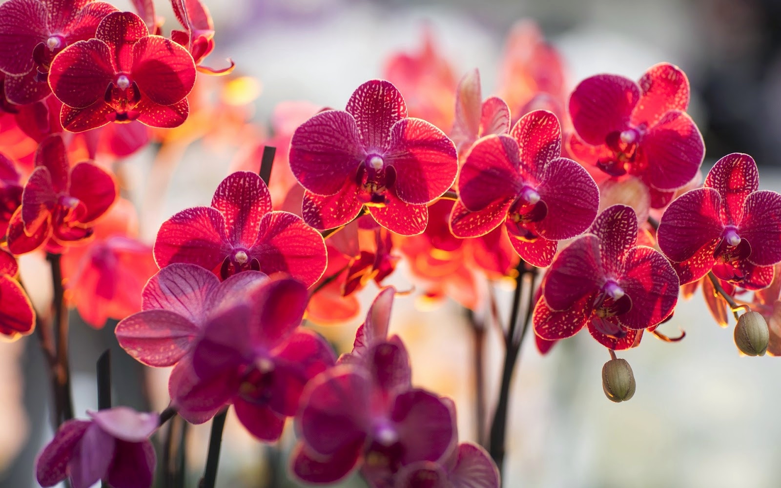 Orchid Images Of Flowers Hd , HD Wallpaper & Backgrounds
