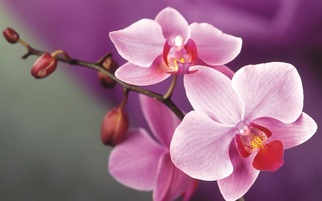 Flowers Orchid Wallpaper - High Resolution Orchid Flower Hd , HD Wallpaper & Backgrounds