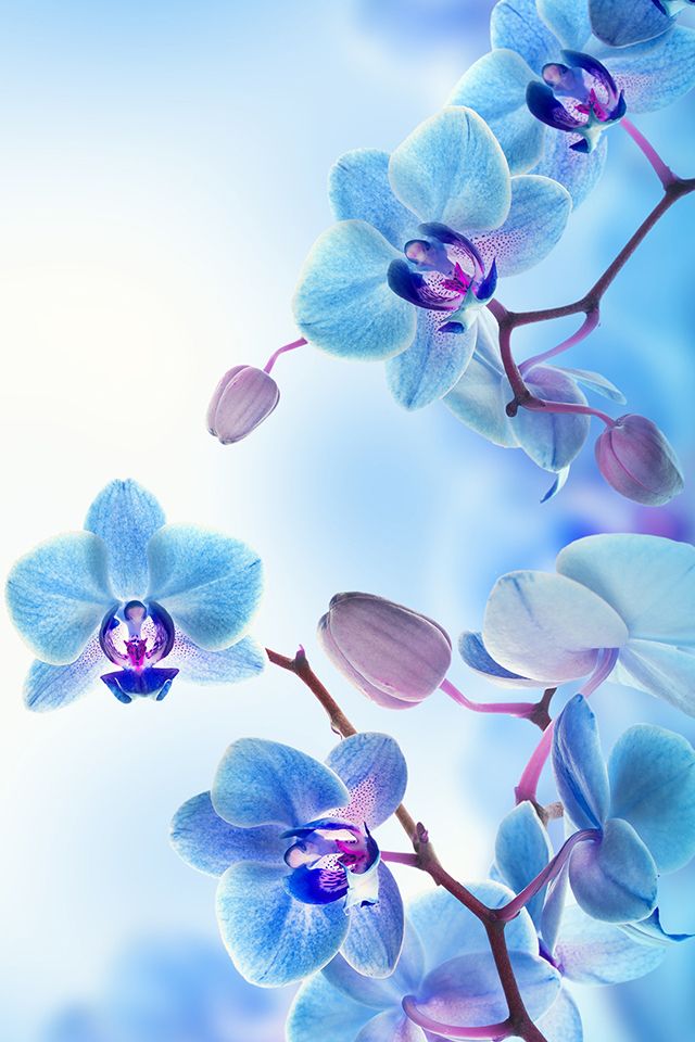 Orchids Wallpaper For Iphone , HD Wallpaper & Backgrounds