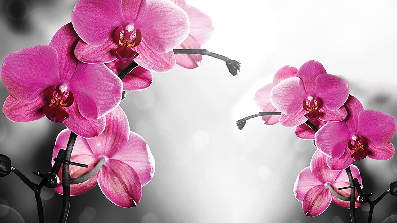 Orchid Flower Background , HD Wallpaper & Backgrounds