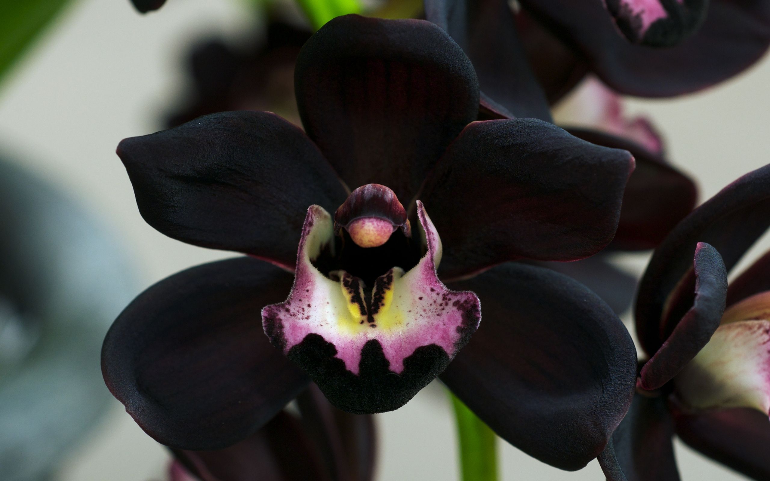 Black Orchid Flower Pictures - Black Orchid Flower , HD Wallpaper & Backgrounds