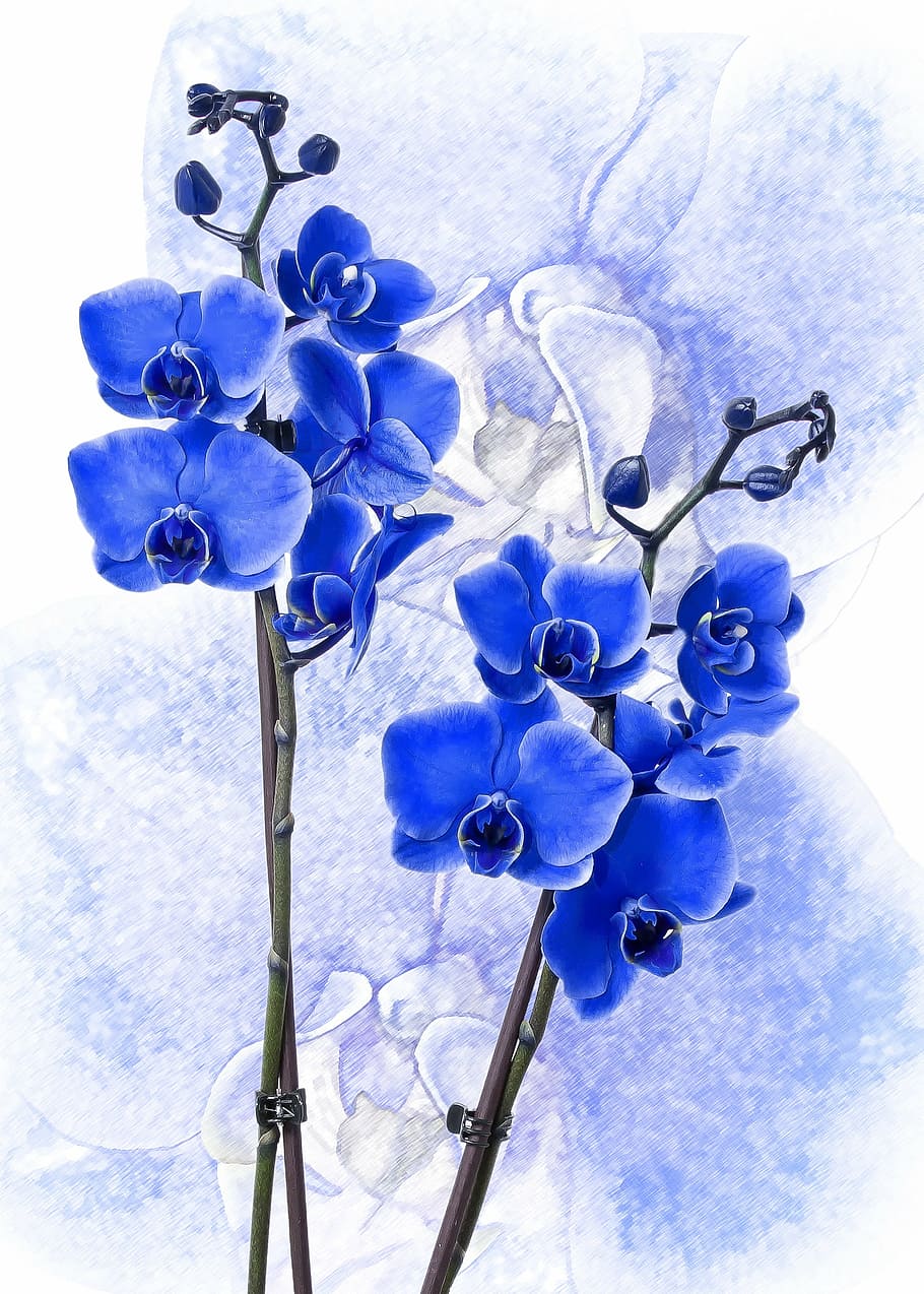 Blue Orchid Flower, Phalaenopsis, Colored Blue, Phalaenopsis - Orchidea Blue , HD Wallpaper & Backgrounds