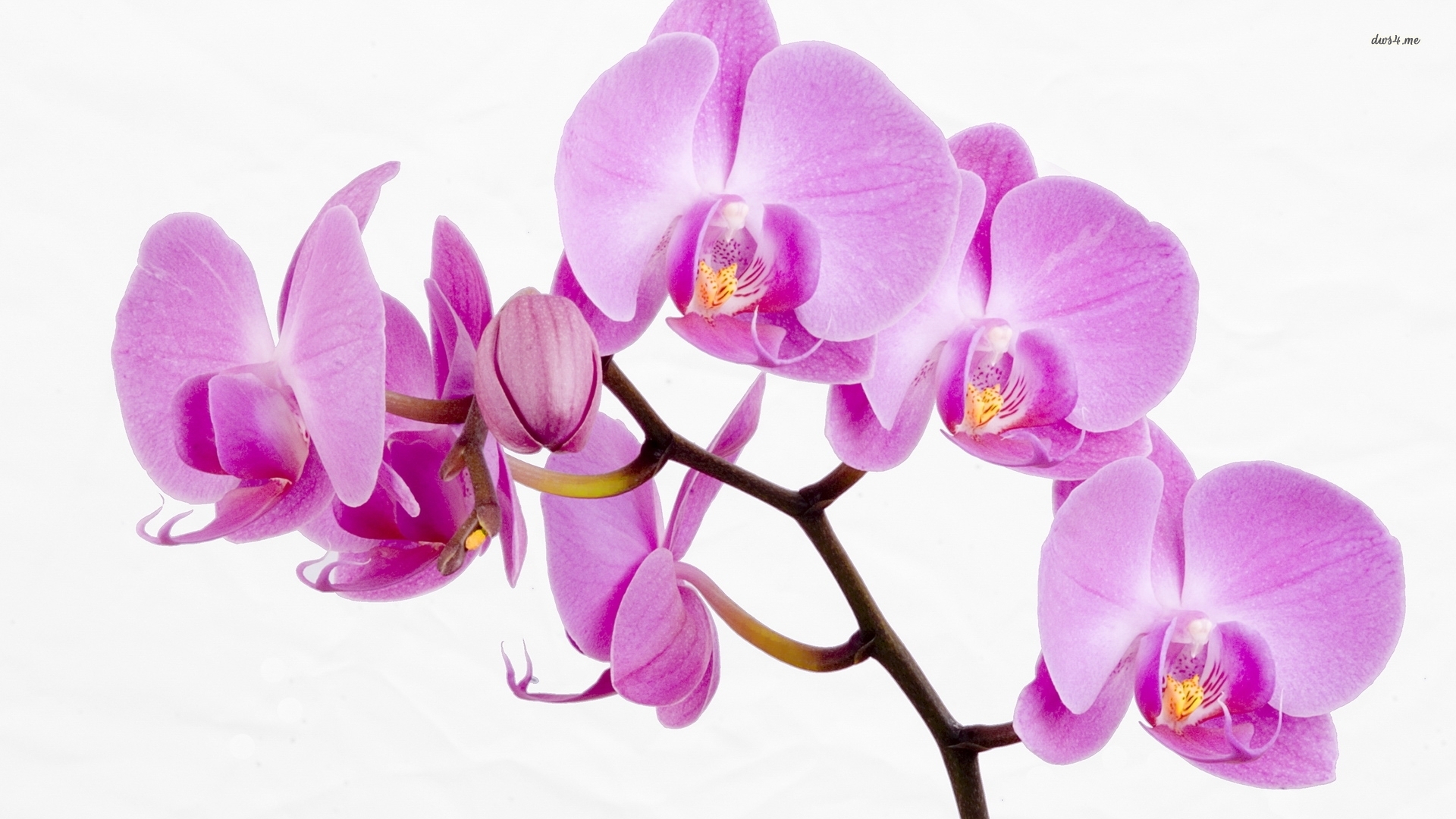 Orchid Wallpaper For Desktop - Pink Transparent Background Orchid Png , HD Wallpaper & Backgrounds