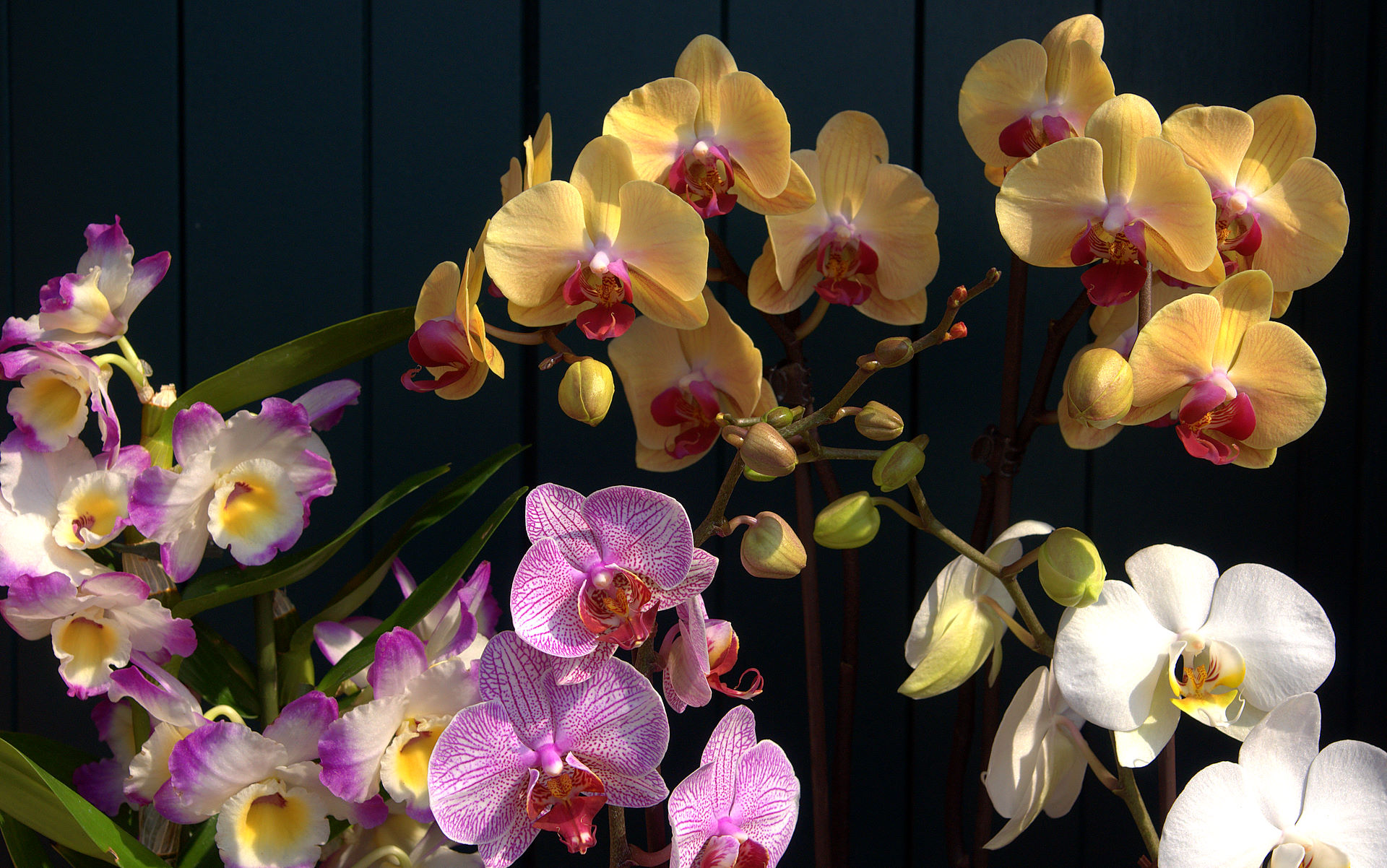 Orchids Wallpaper - High Resolution , HD Wallpaper & Backgrounds