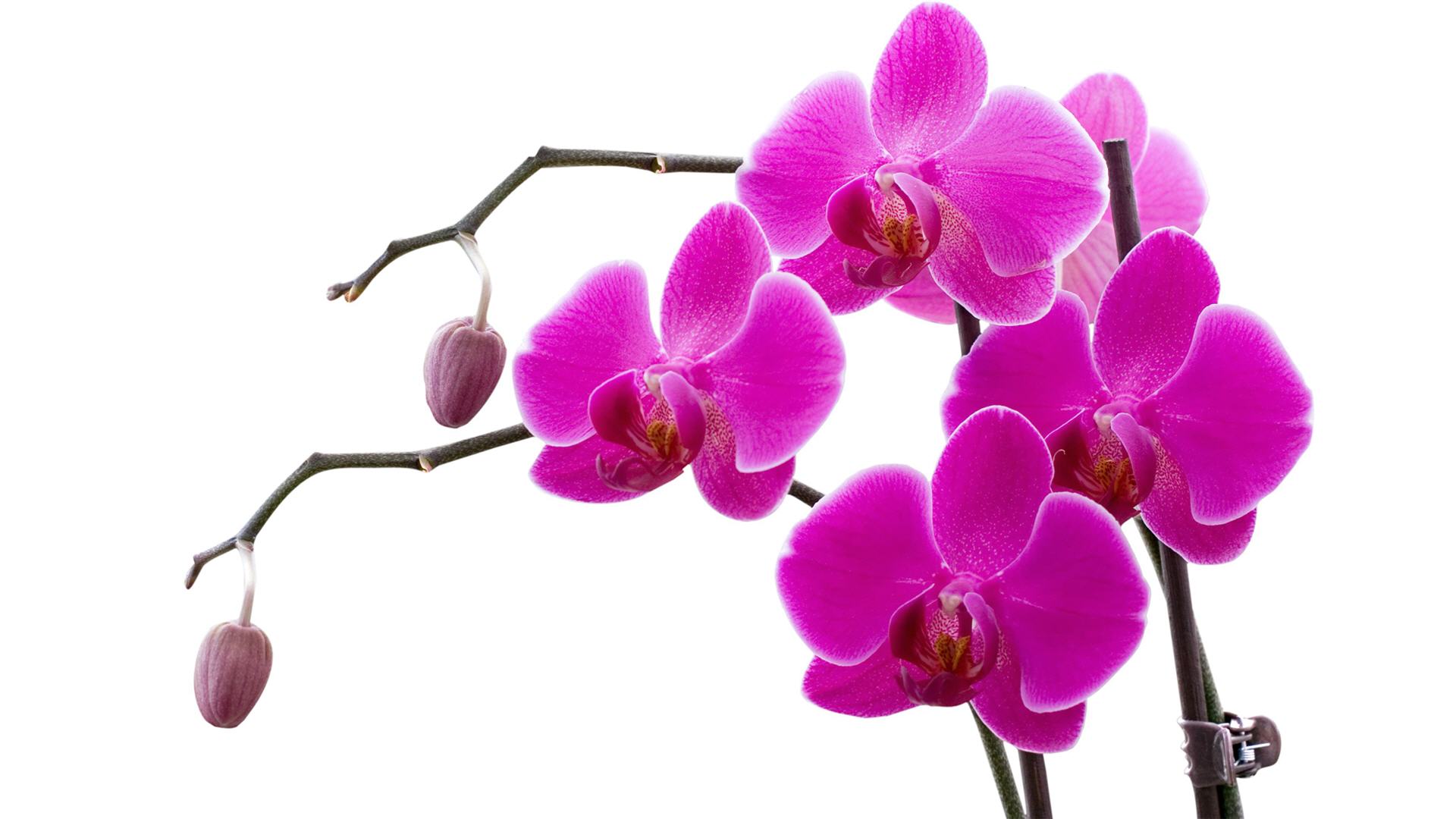 Purple Orchid Vector Png , HD Wallpaper & Backgrounds