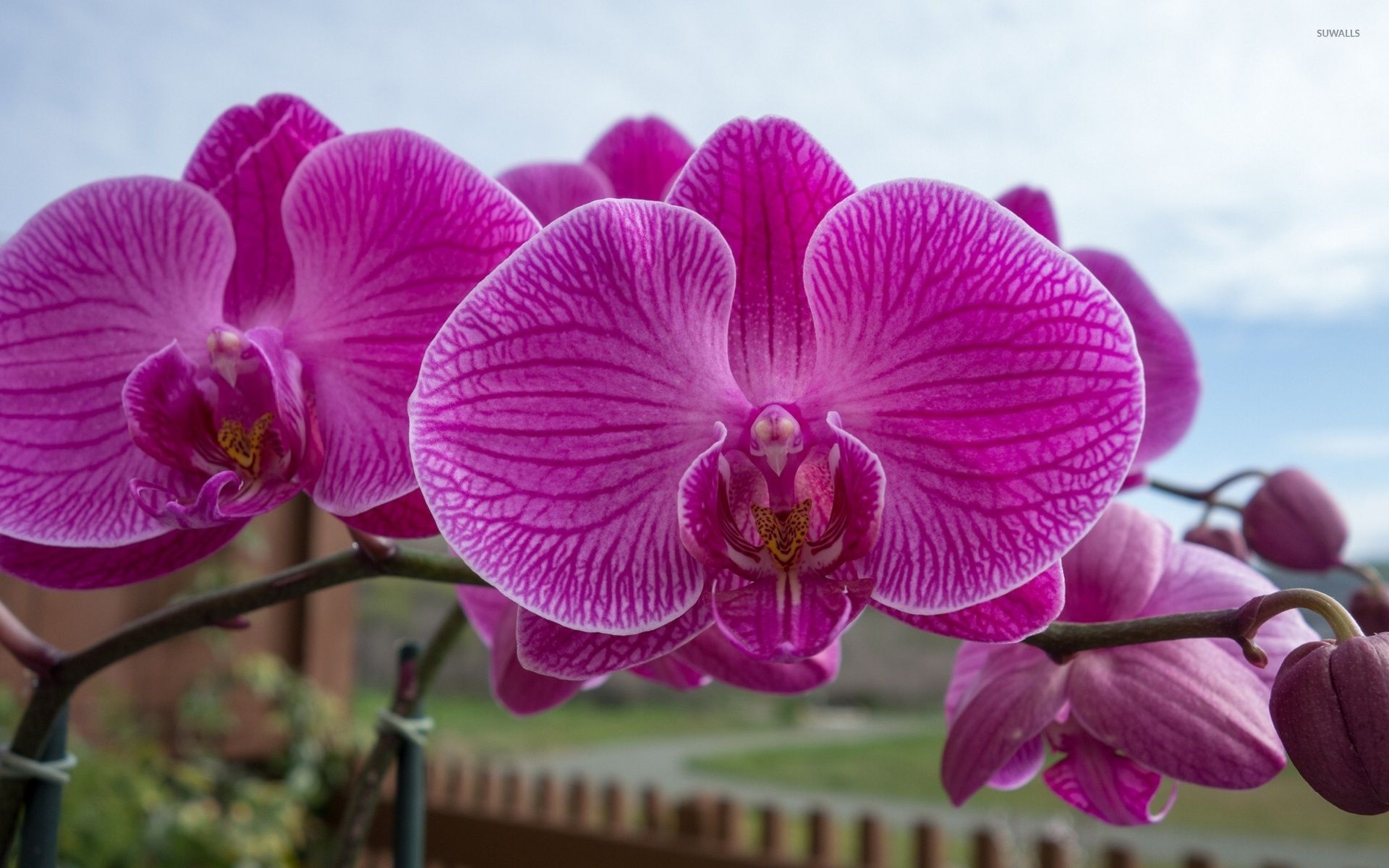 High Resolution Orchid Flower , HD Wallpaper & Backgrounds