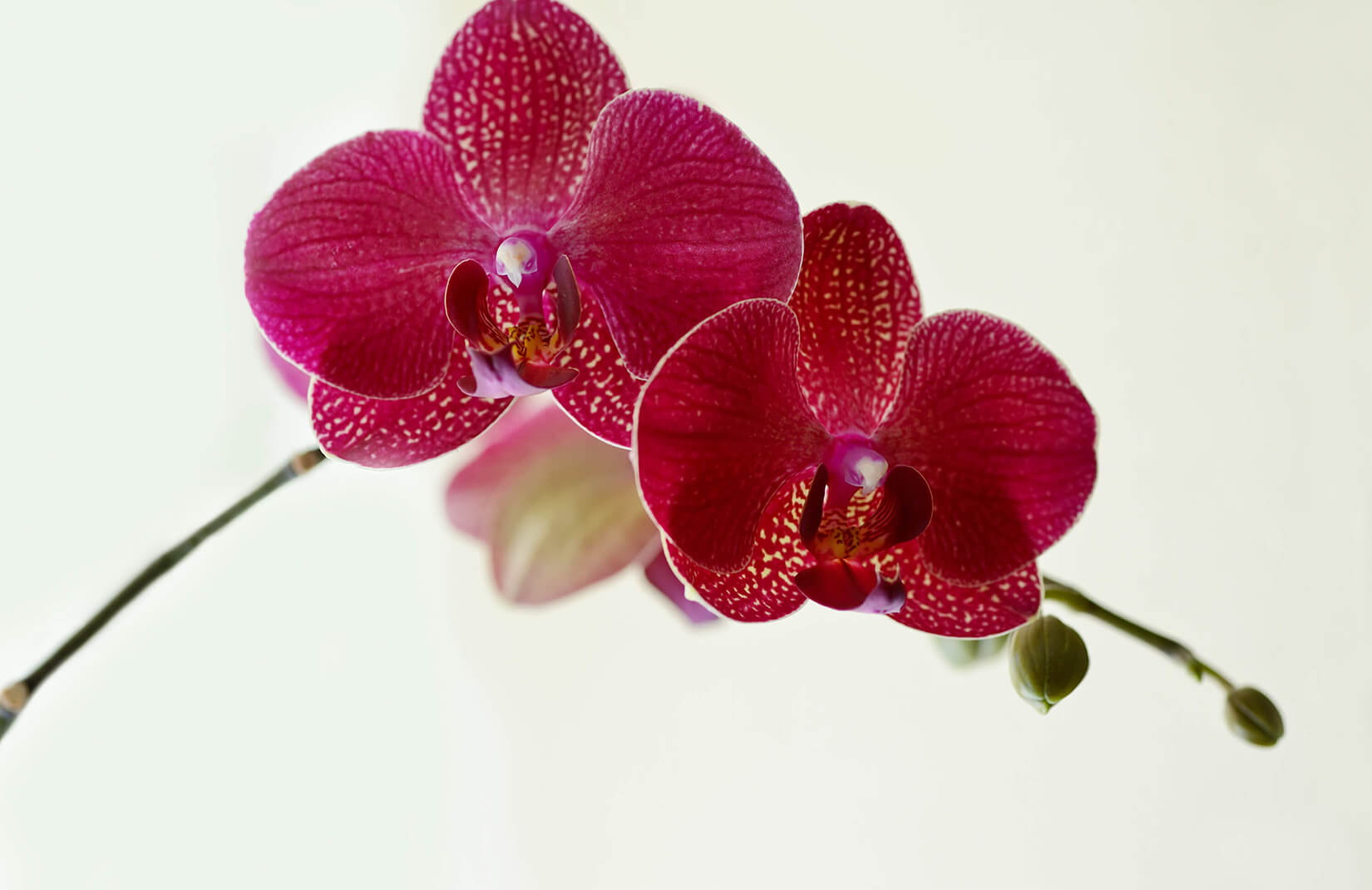 Moth Orchid , HD Wallpaper & Backgrounds