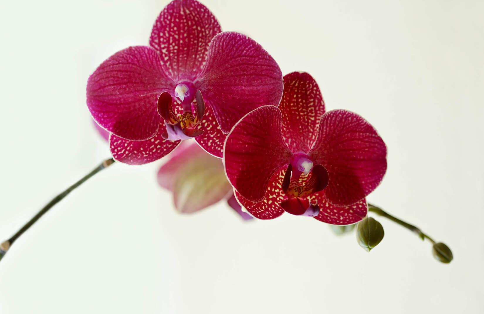 Moth Orchid (#3023204) - HD Wallpaper & Backgrounds Download