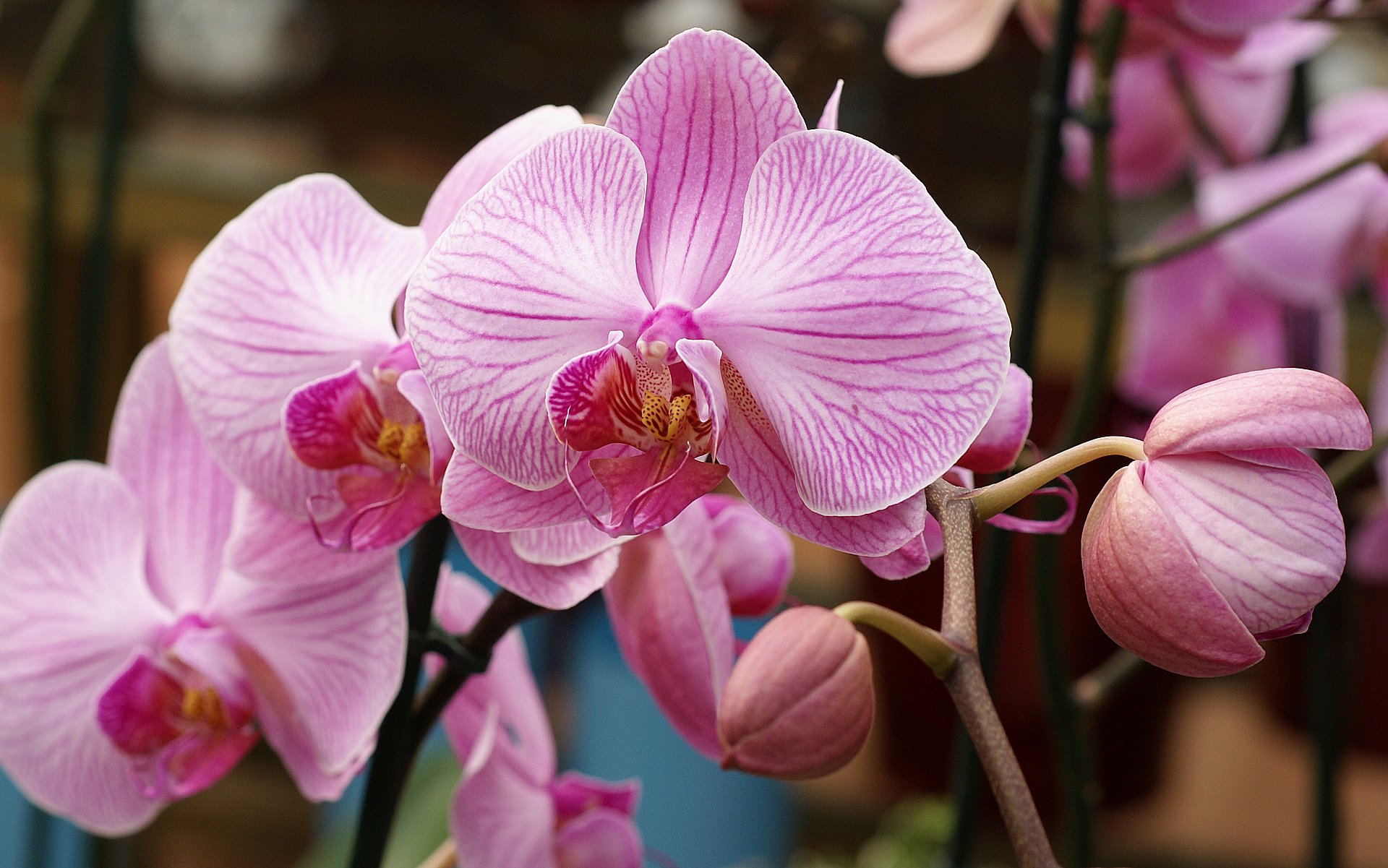 Light Pink Orchid Wallpaper - Fondo De Pantalla Orquideas , HD Wallpaper & Backgrounds