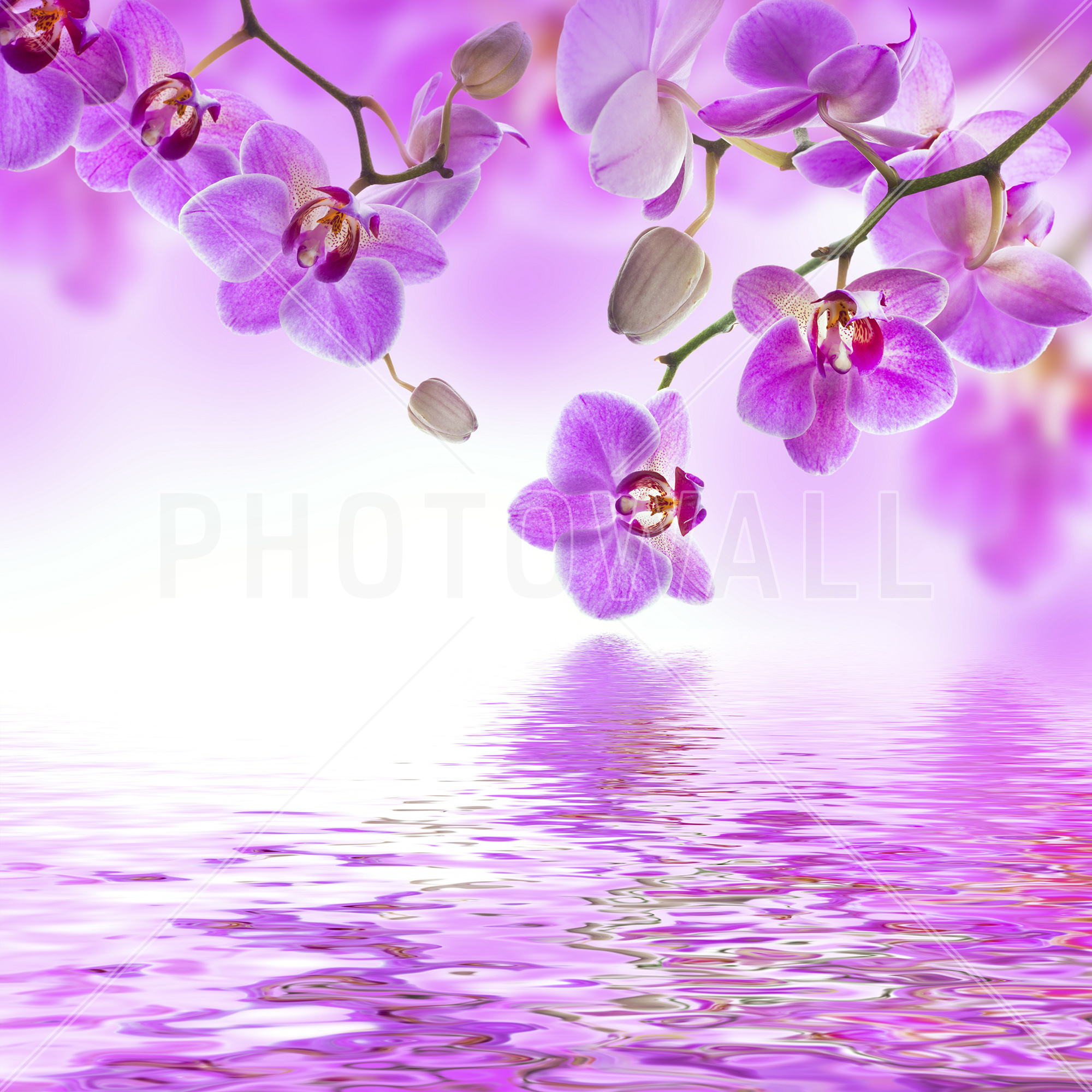 Tropical Purple Orchid - Blue Flower Background Soft , HD Wallpaper & Backgrounds