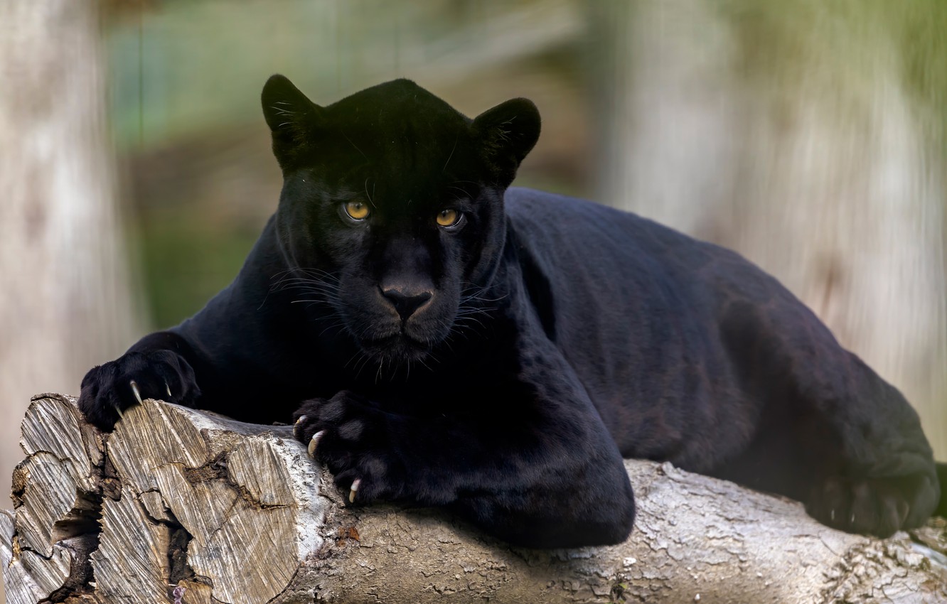 Photo Wallpaper Look, Jaguar, Wild Cat, Black Panther - Black Panther Cat , HD Wallpaper & Backgrounds