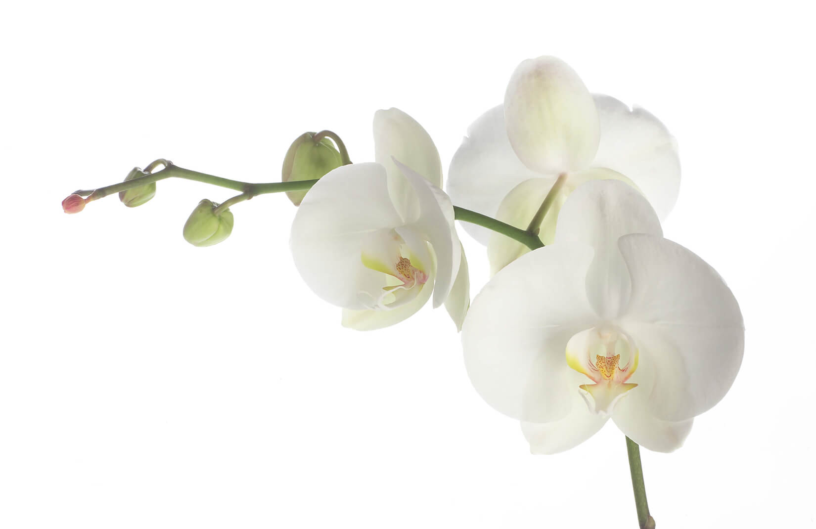 White Orch - White Orchid Flowers Png , HD Wallpaper & Backgrounds