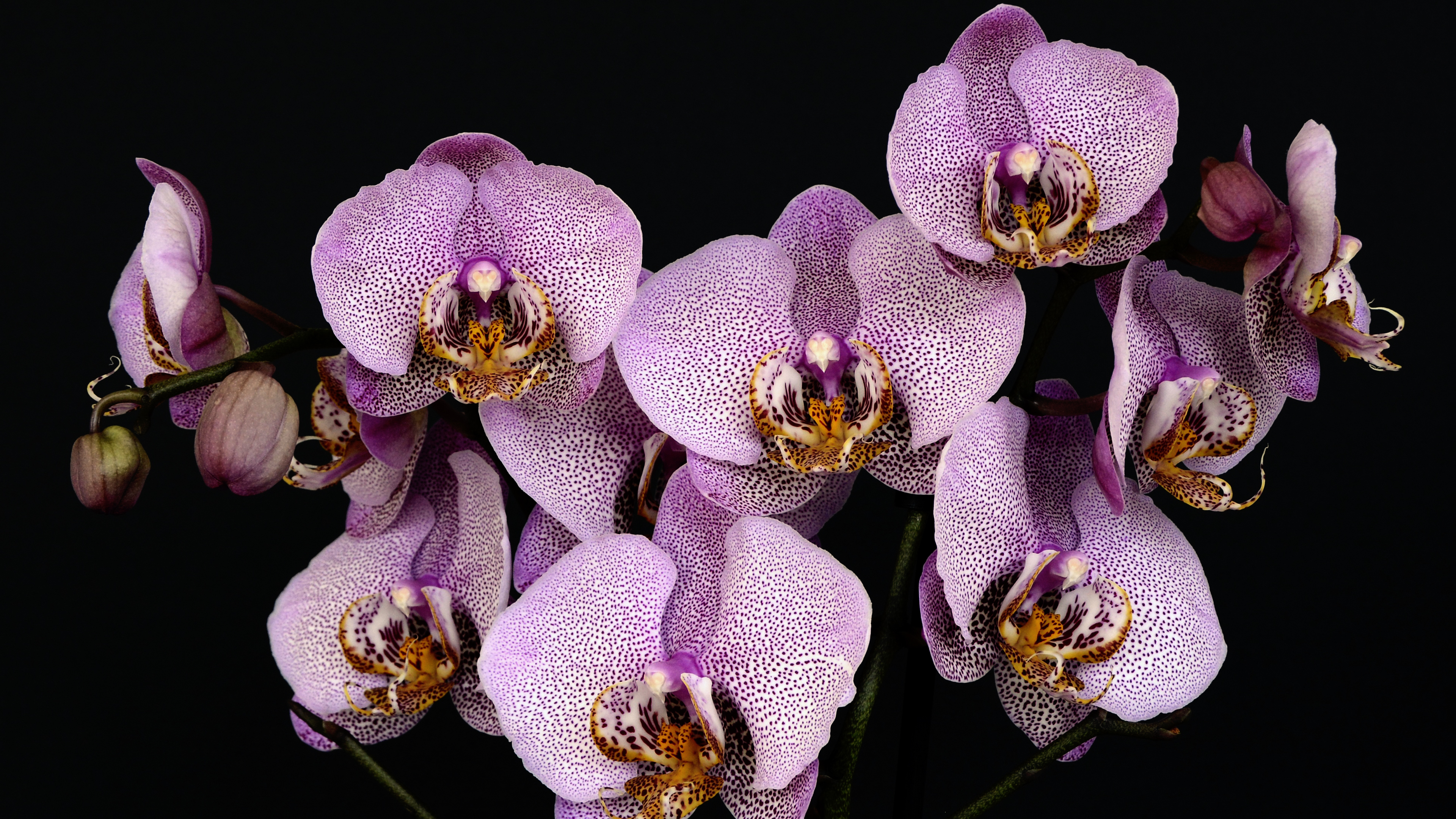 Orchids Hd Desktop , HD Wallpaper & Backgrounds