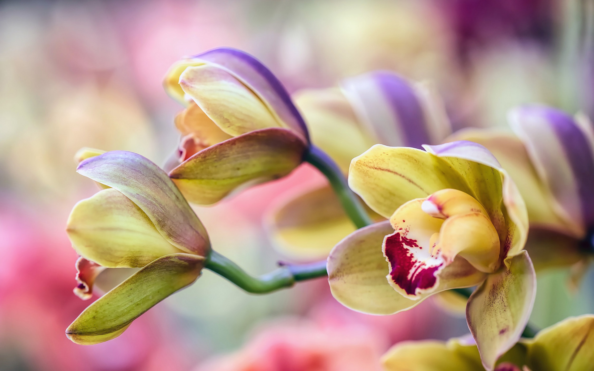 Orchids, Beautiful Flowers, Orchid Branch, Green Orchids, - High Resolution Orchids Hd , HD Wallpaper & Backgrounds
