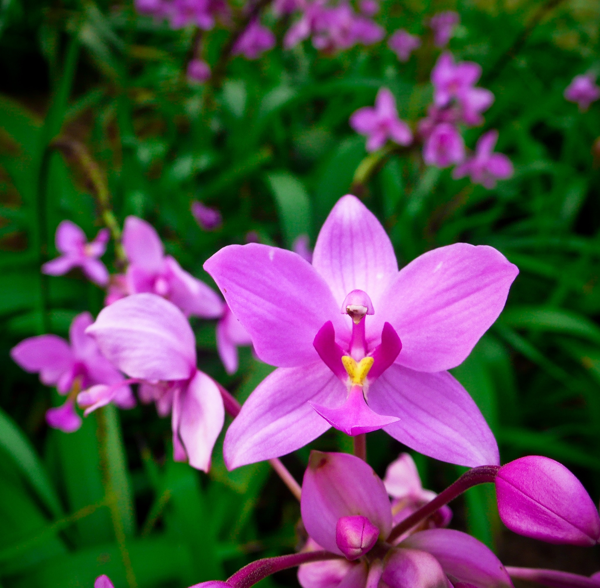 Ultra Hd Orchid Flower , HD Wallpaper & Backgrounds