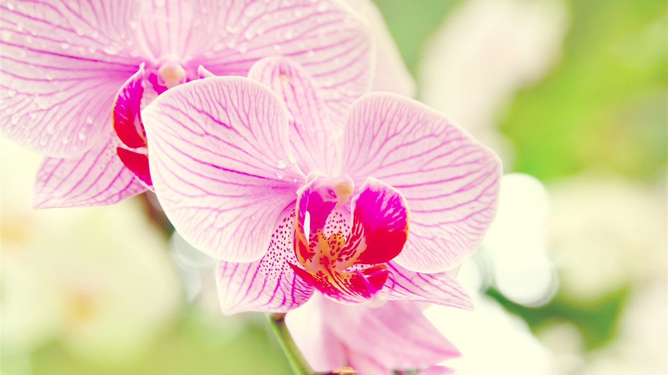 Under The Orchid Wallpaper Macro2011 - Bright Pink Colored Flower , HD Wallpaper & Backgrounds