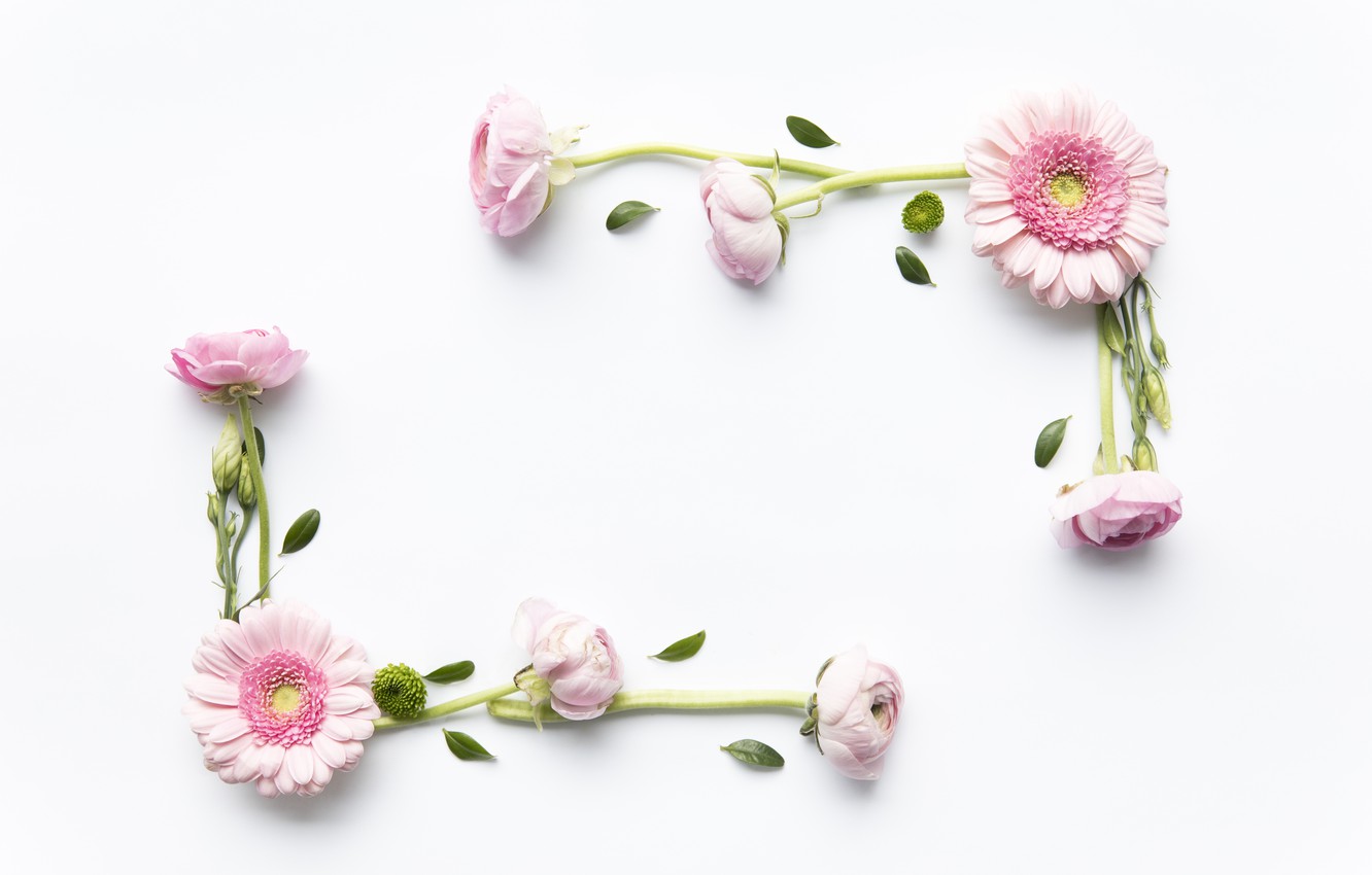 Photo Wallpaper Flowers, Roses, Pink, Gerbera, Pink, - Persian Buttercup , HD Wallpaper & Backgrounds