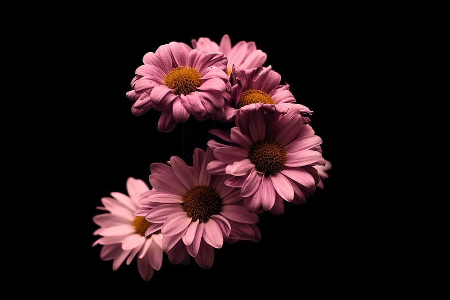 Flower, Rosa, Stem, Black, Pink, Nature, Natural, Shadows, - Good Night Blessings Kjv , HD Wallpaper & Backgrounds