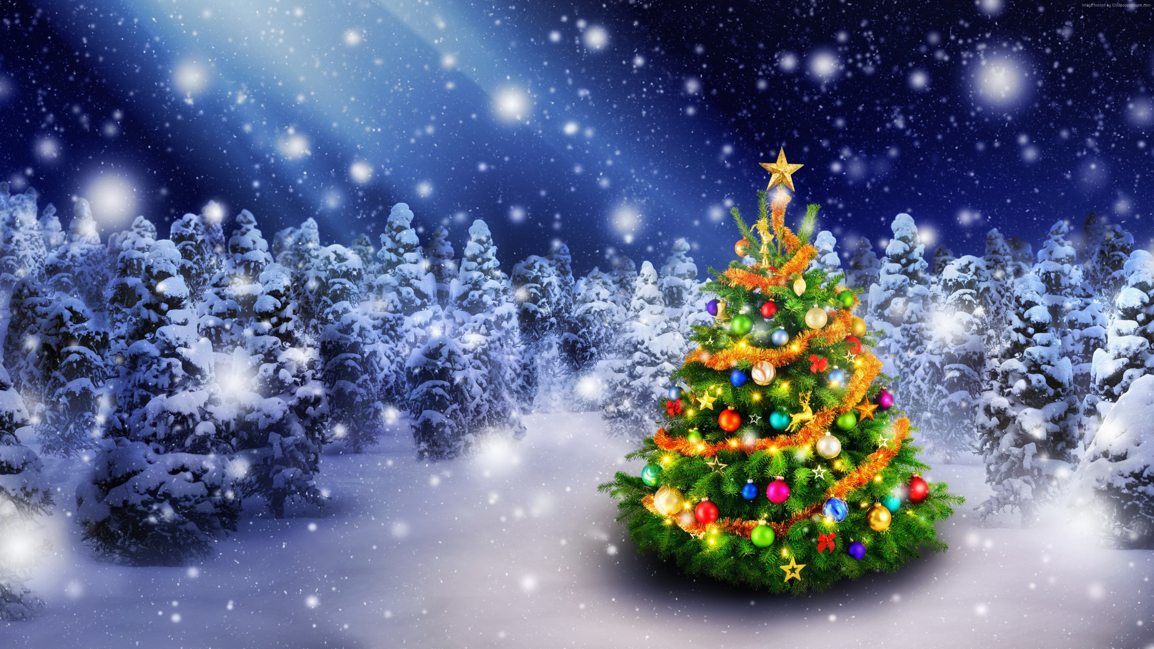 Hình Ảnh Cây Thông Noel , HD Wallpaper & Backgrounds