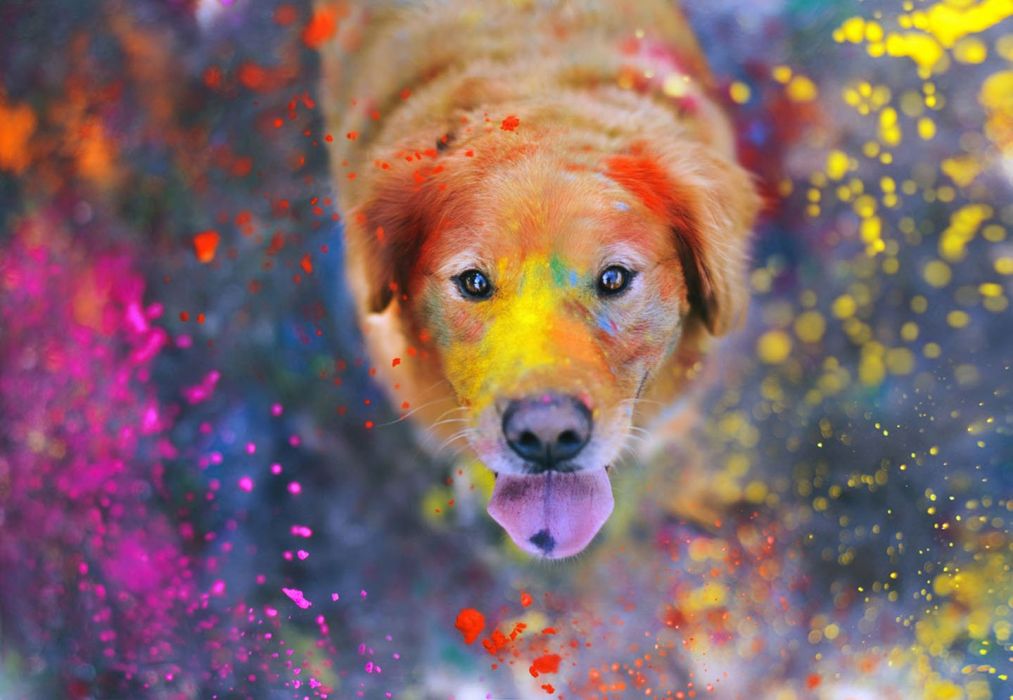 Colorful Dog Cute Animal Wallpaper - Paint Splatter Dog , HD Wallpaper & Backgrounds