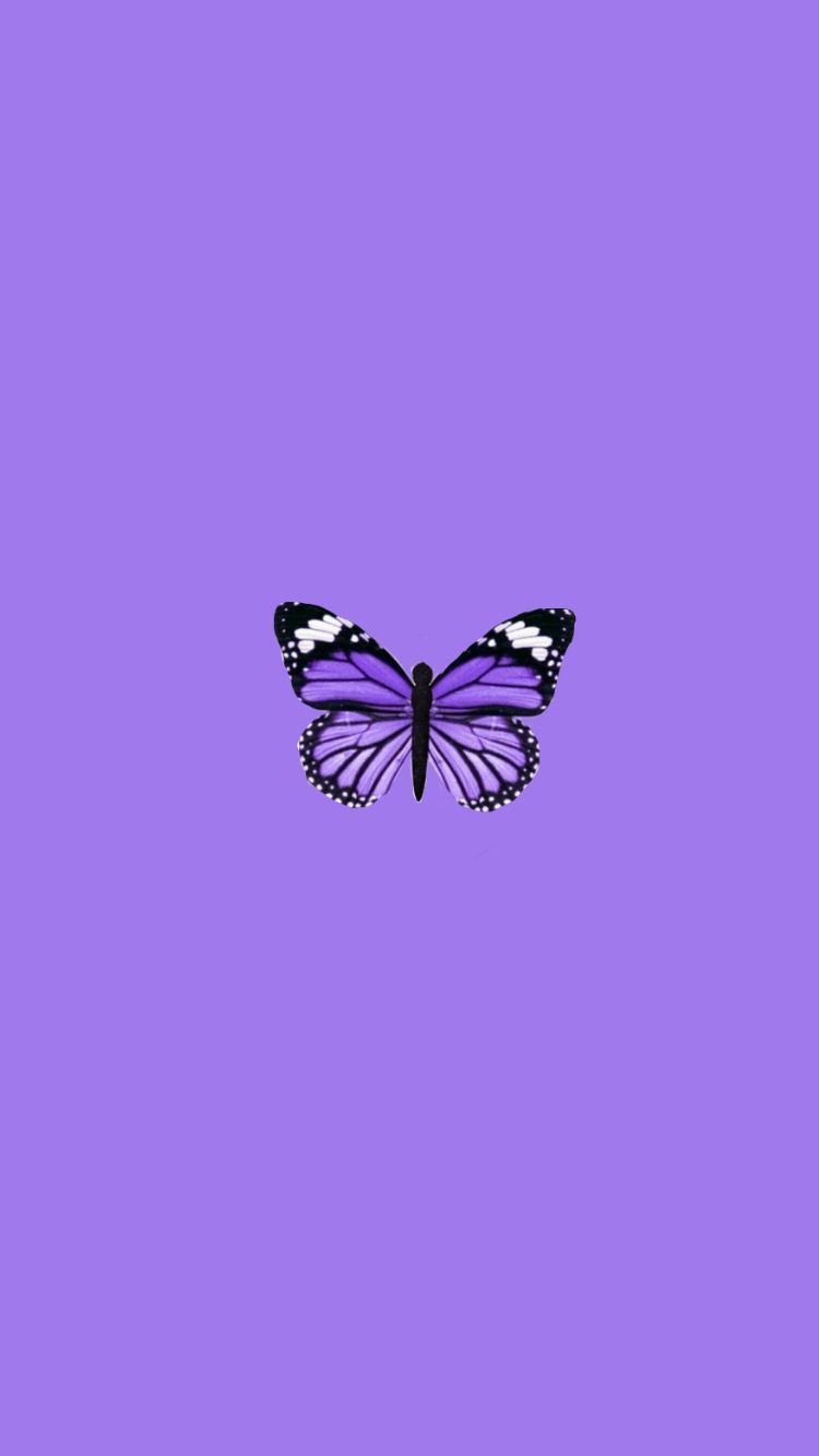 Swallowtail Butterfly , HD Wallpaper & Backgrounds