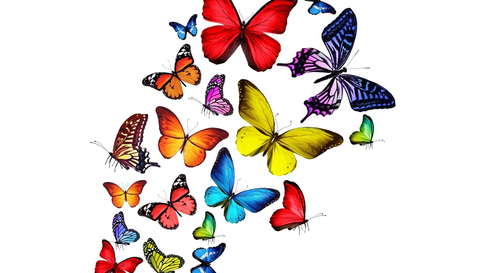 Bright Multi Coloured Wallpaper - Colorful Butterfly Png , HD Wallpaper & Backgrounds