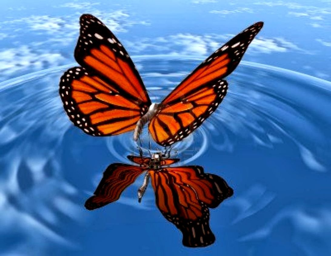 Beautiful Butterfly , HD Wallpaper & Backgrounds