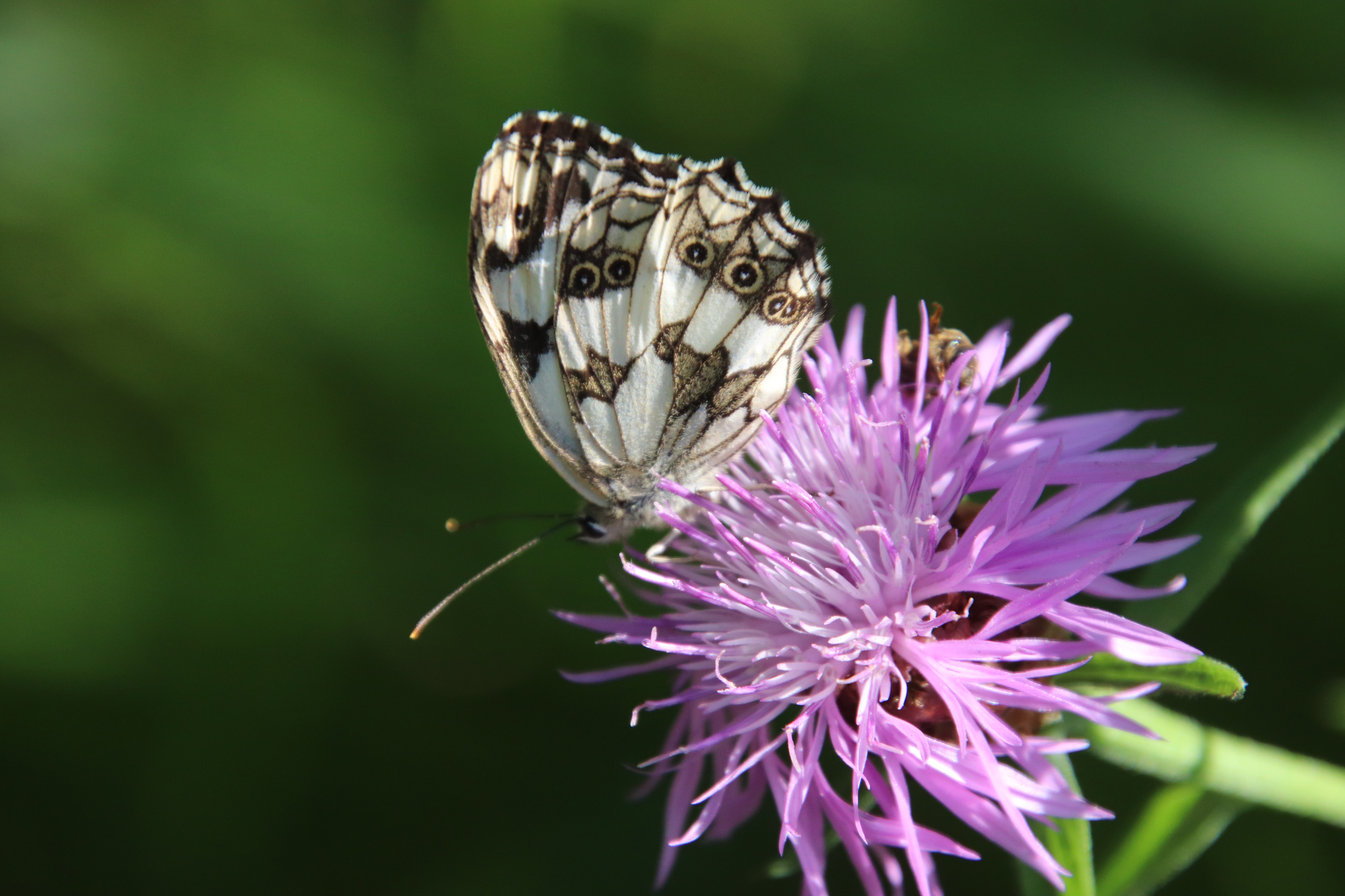 Flor Color Mariposas , HD Wallpaper & Backgrounds